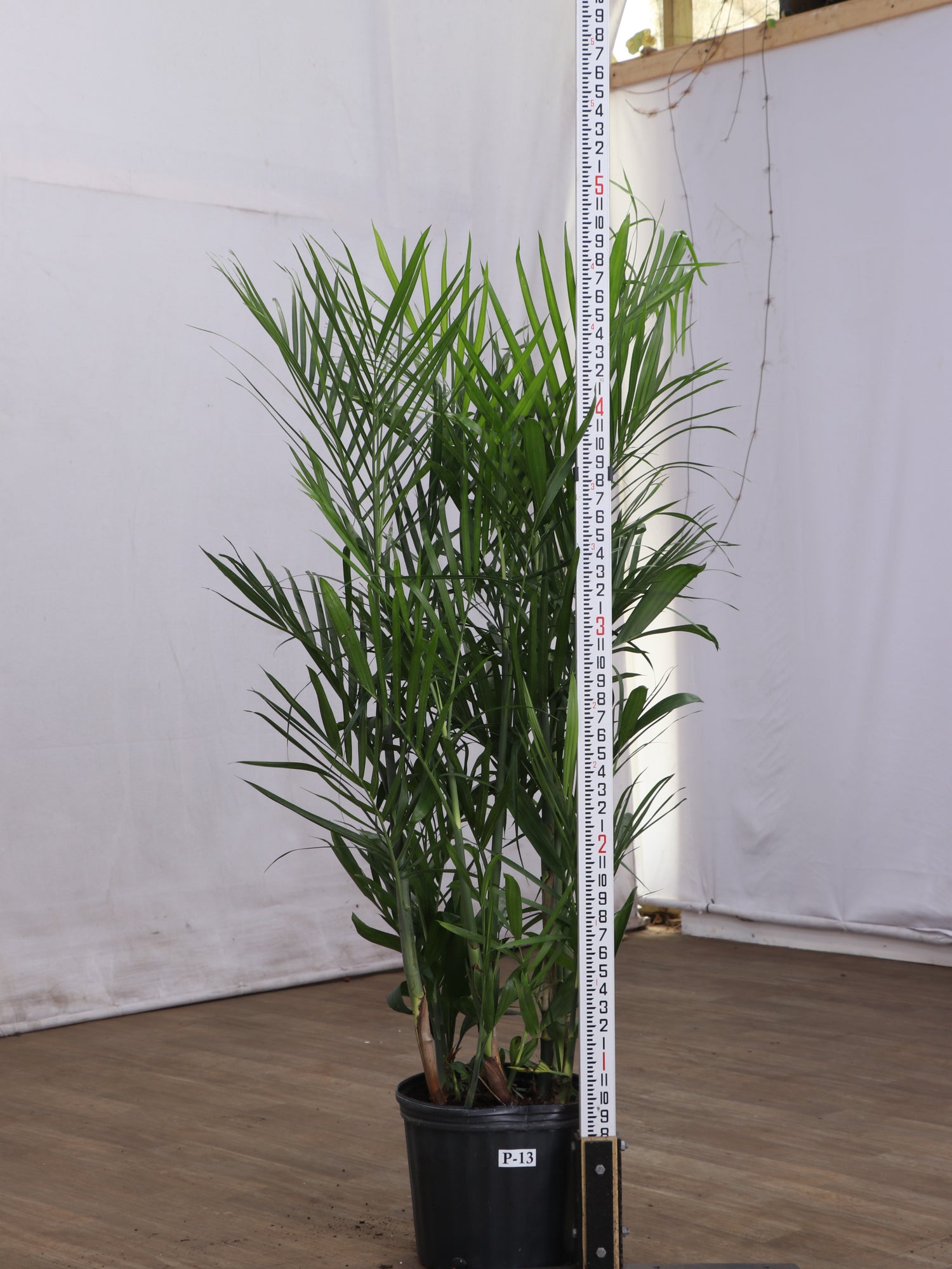 jumbo palm plant 3-5 FT Bamboo Palm – Dahing Plants