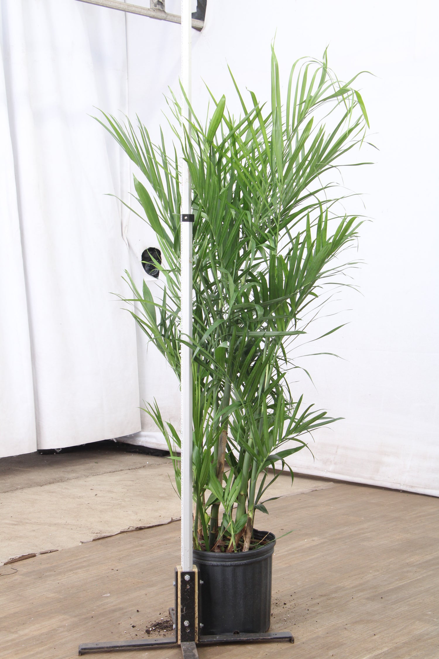 bamboo palm plant for sale 3-5 FT Bamboo Palm – Dahing Plants