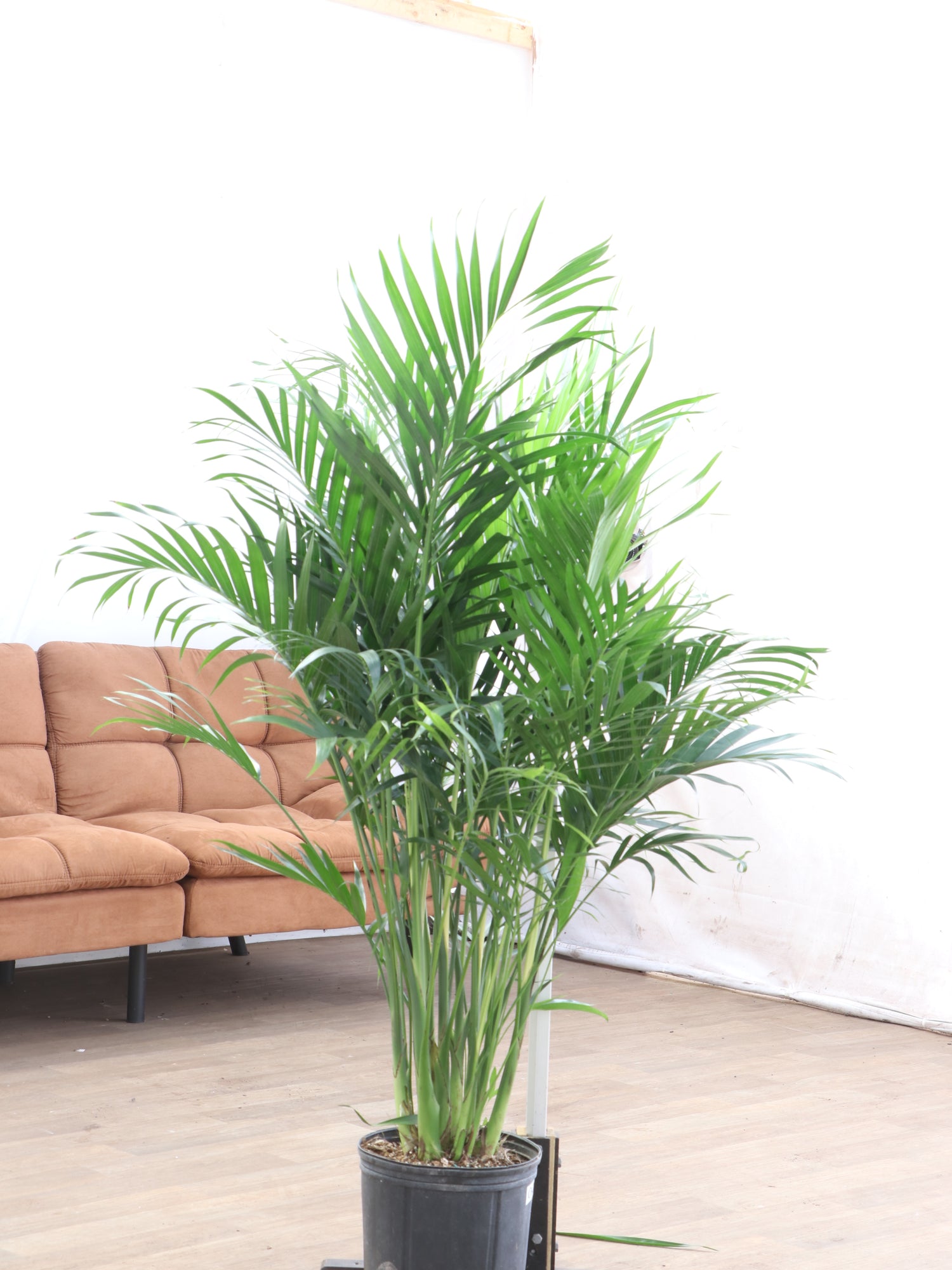 cat palm tree indoor Large Cat Palm