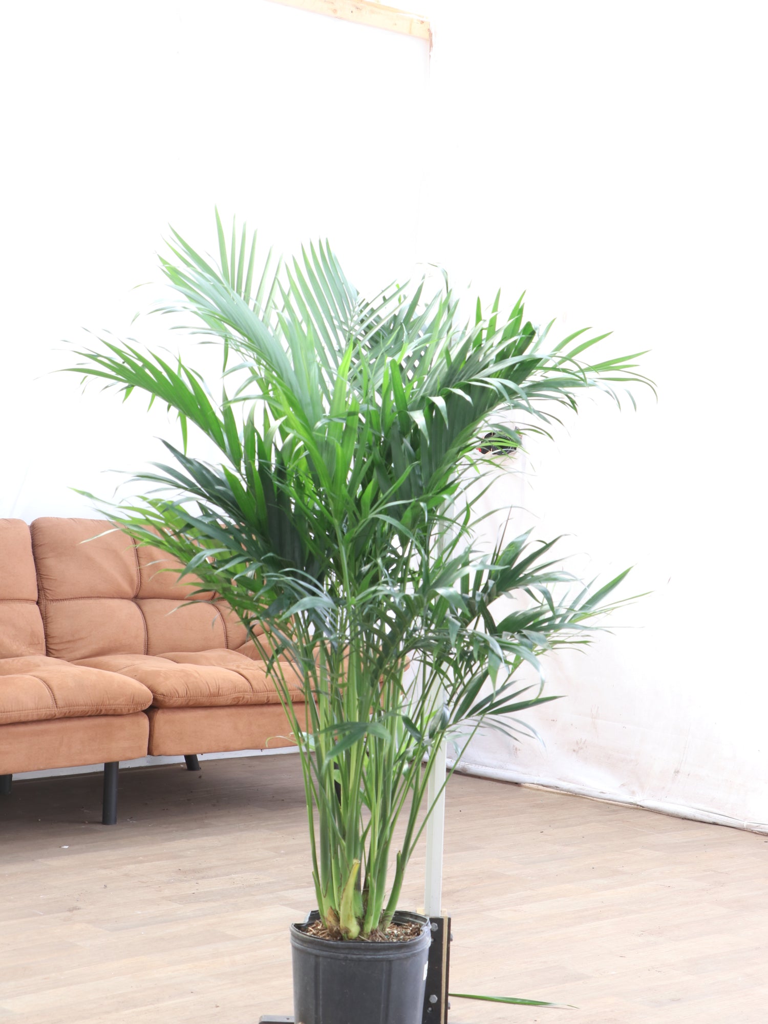 buy palm plant Large Cat Palm
