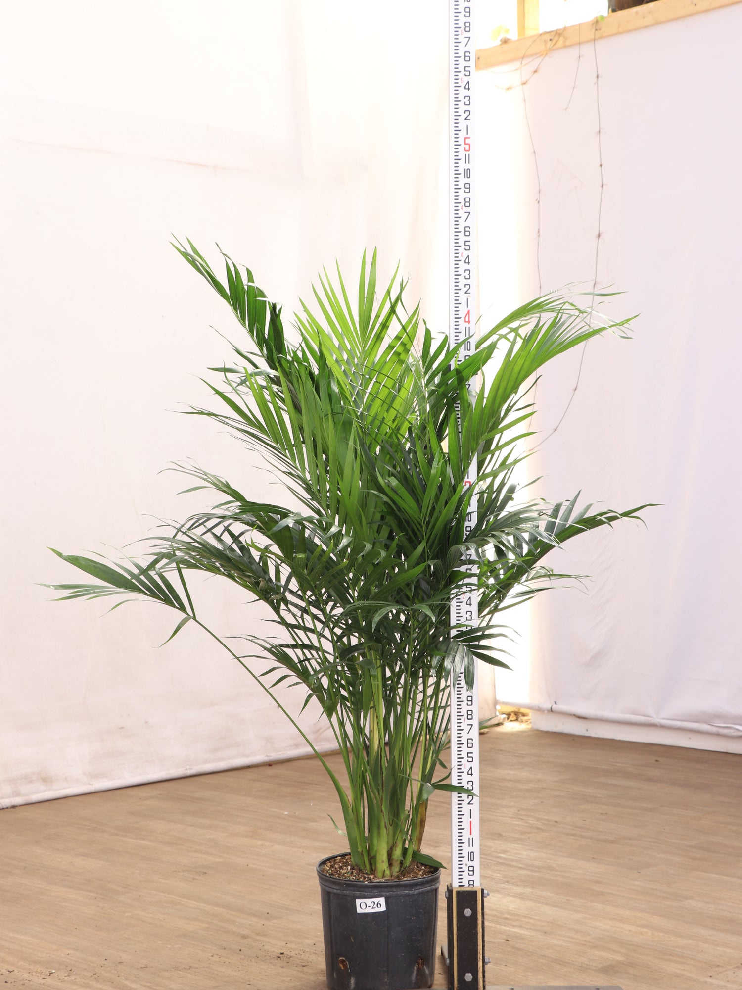 cat palm home depot Buy Large Cat Palm Online | Indoor Palm