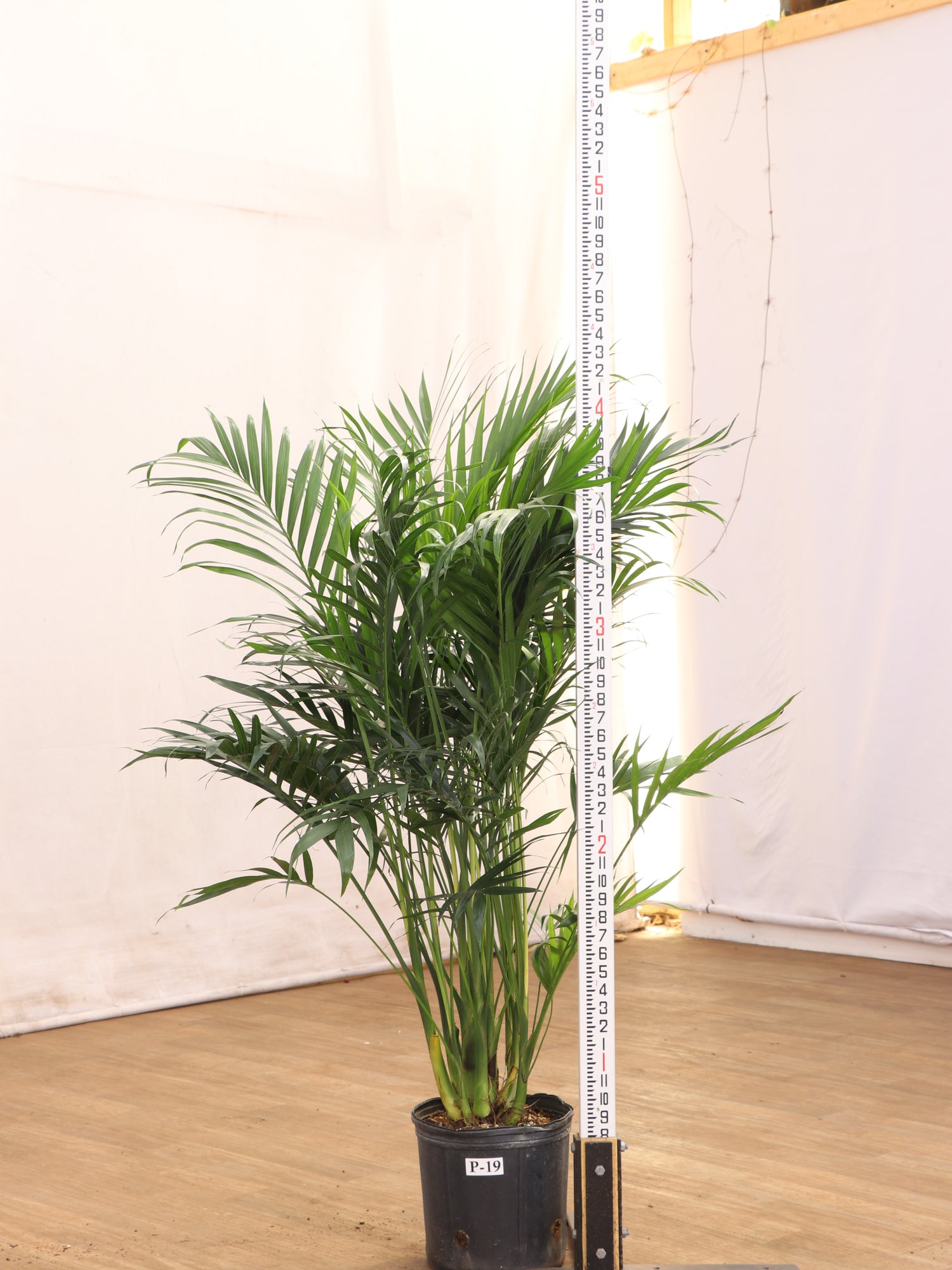 majesty palm cat Buy Large Cat Palm Online | Indoor Palm