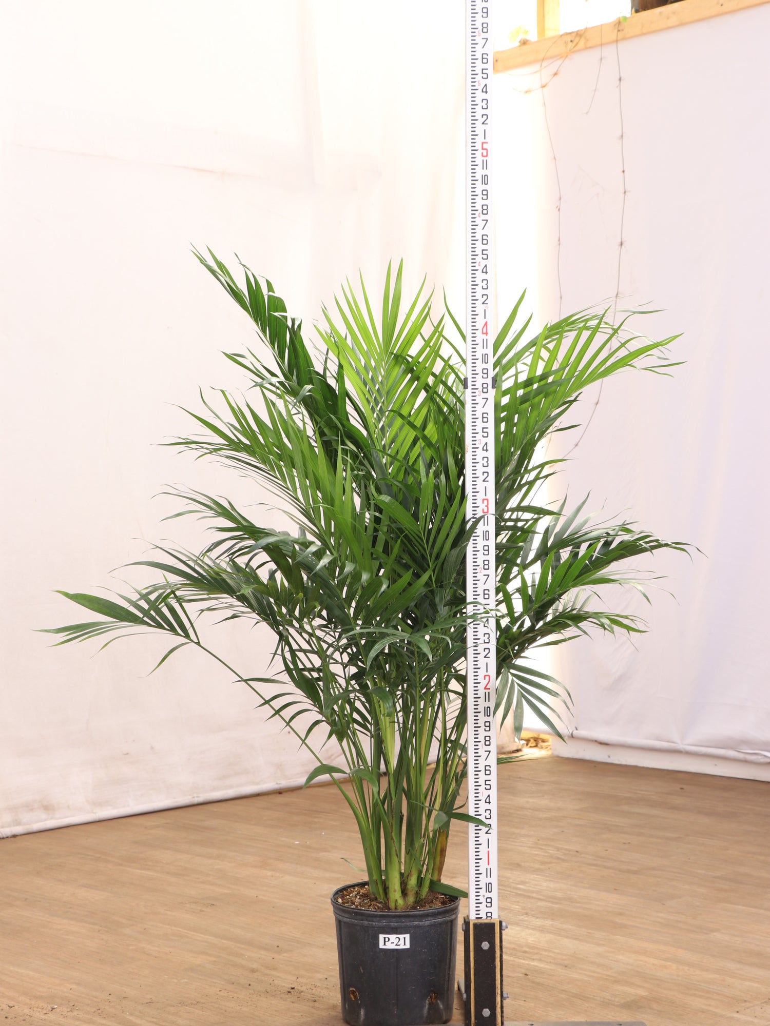 areca vs cat palm Buy Large Cat Palm Online | Indoor Palm