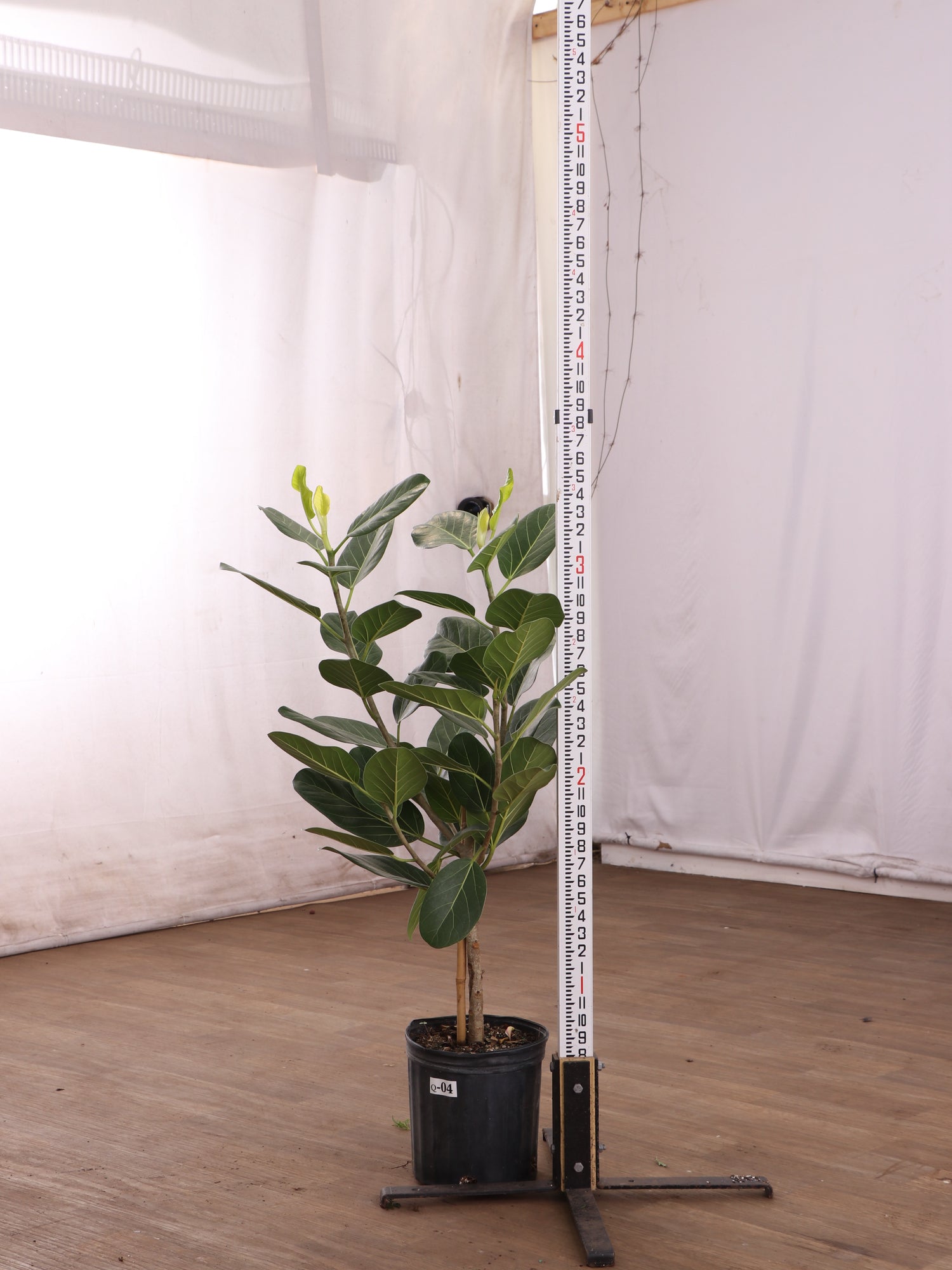 ficus audrey standard 3-5 FT Audrey Ficus Std – Dahing Plants