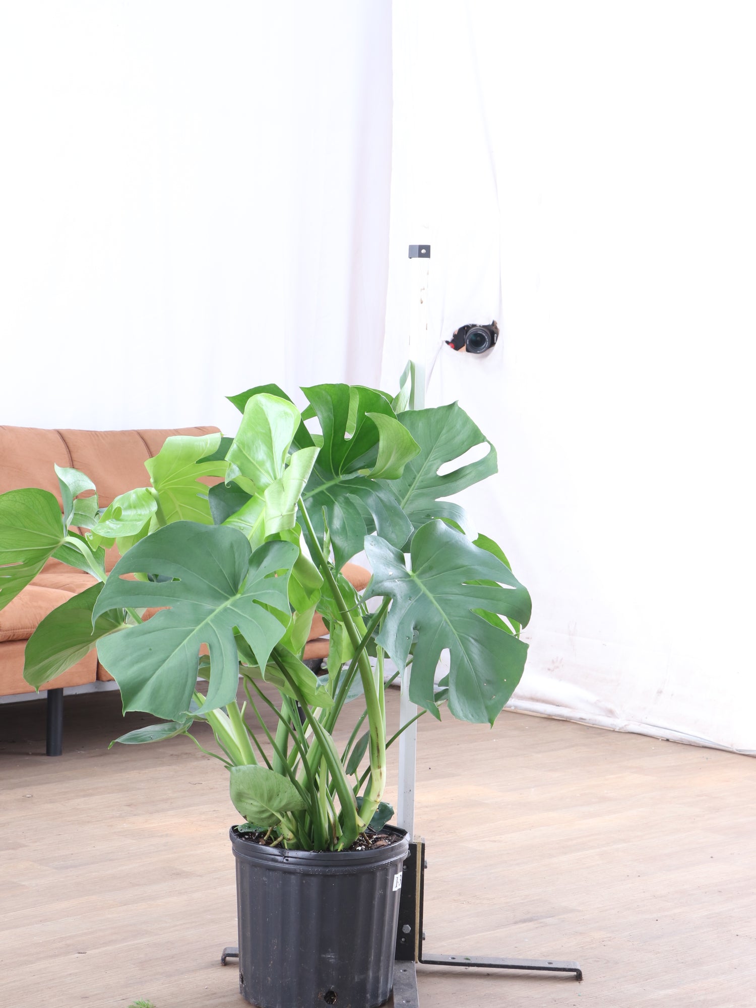 3-5 FT Monstera Deliciosa