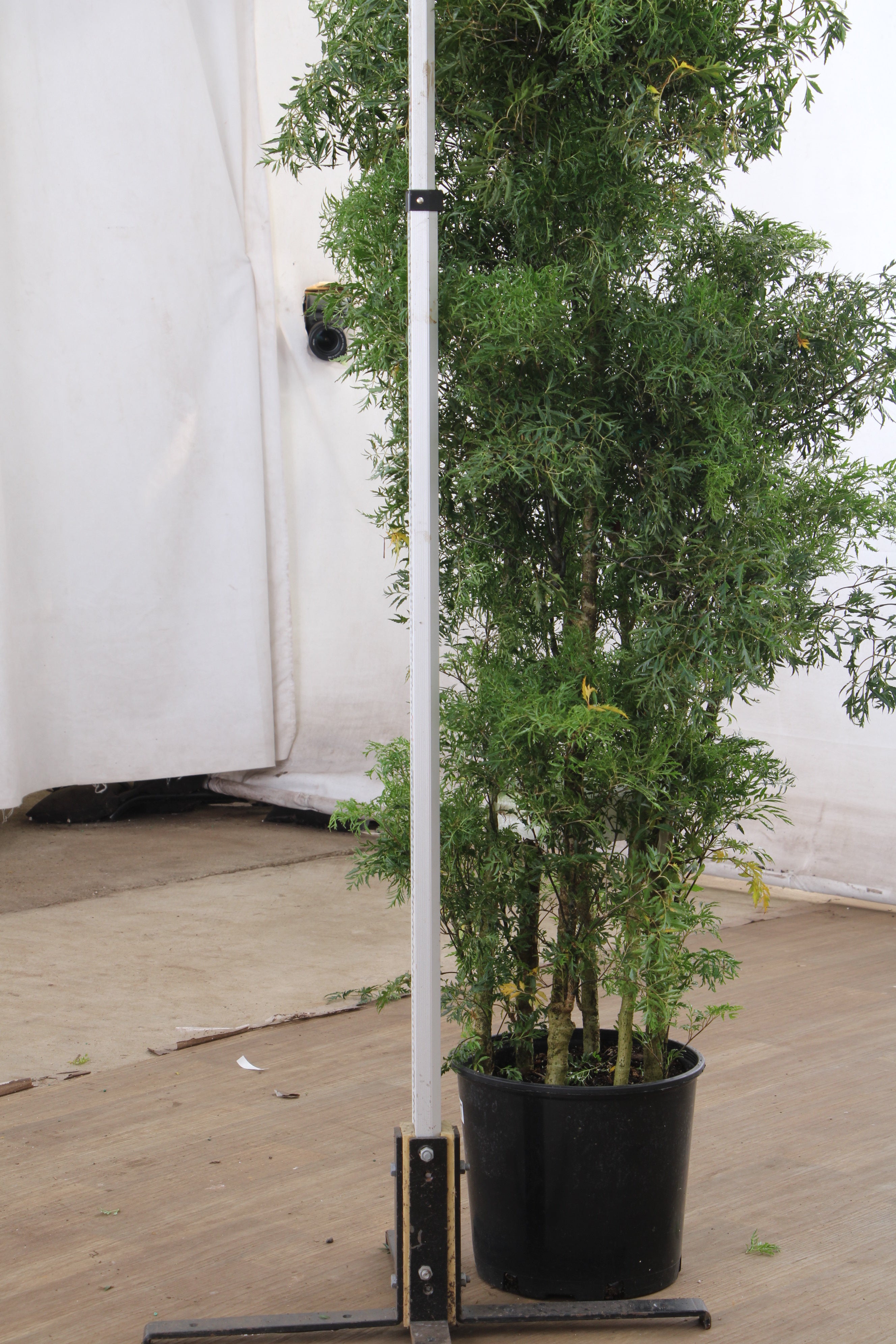 spl|00001