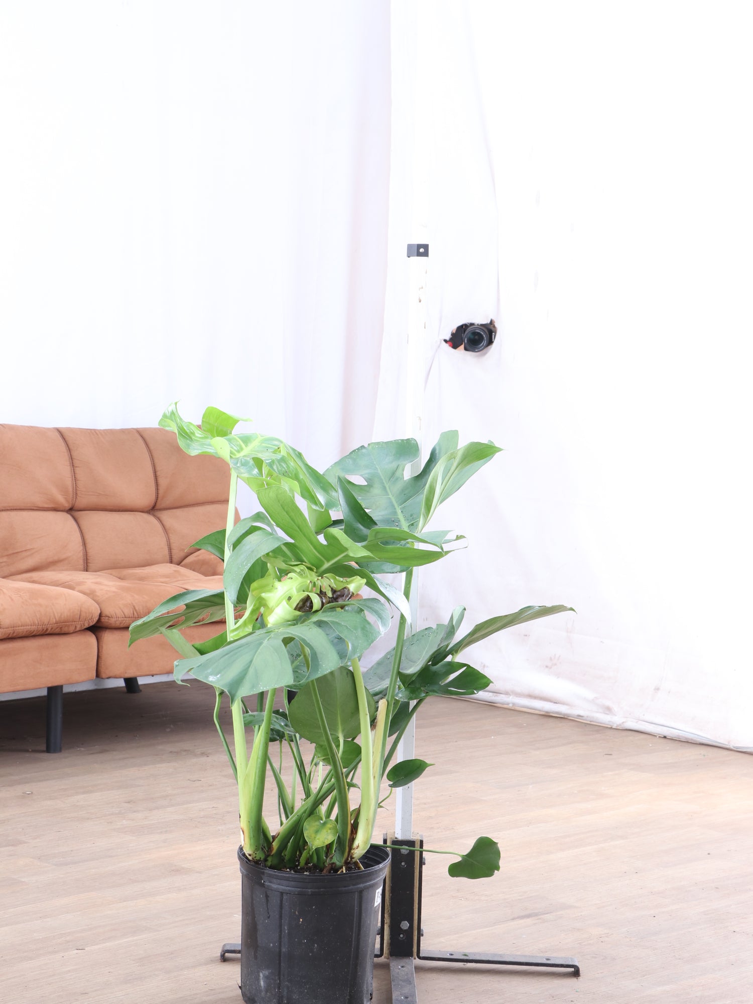 where to buy a monstera deliciosa Buy Monstera deliciosa Online | Large Indoor Plant