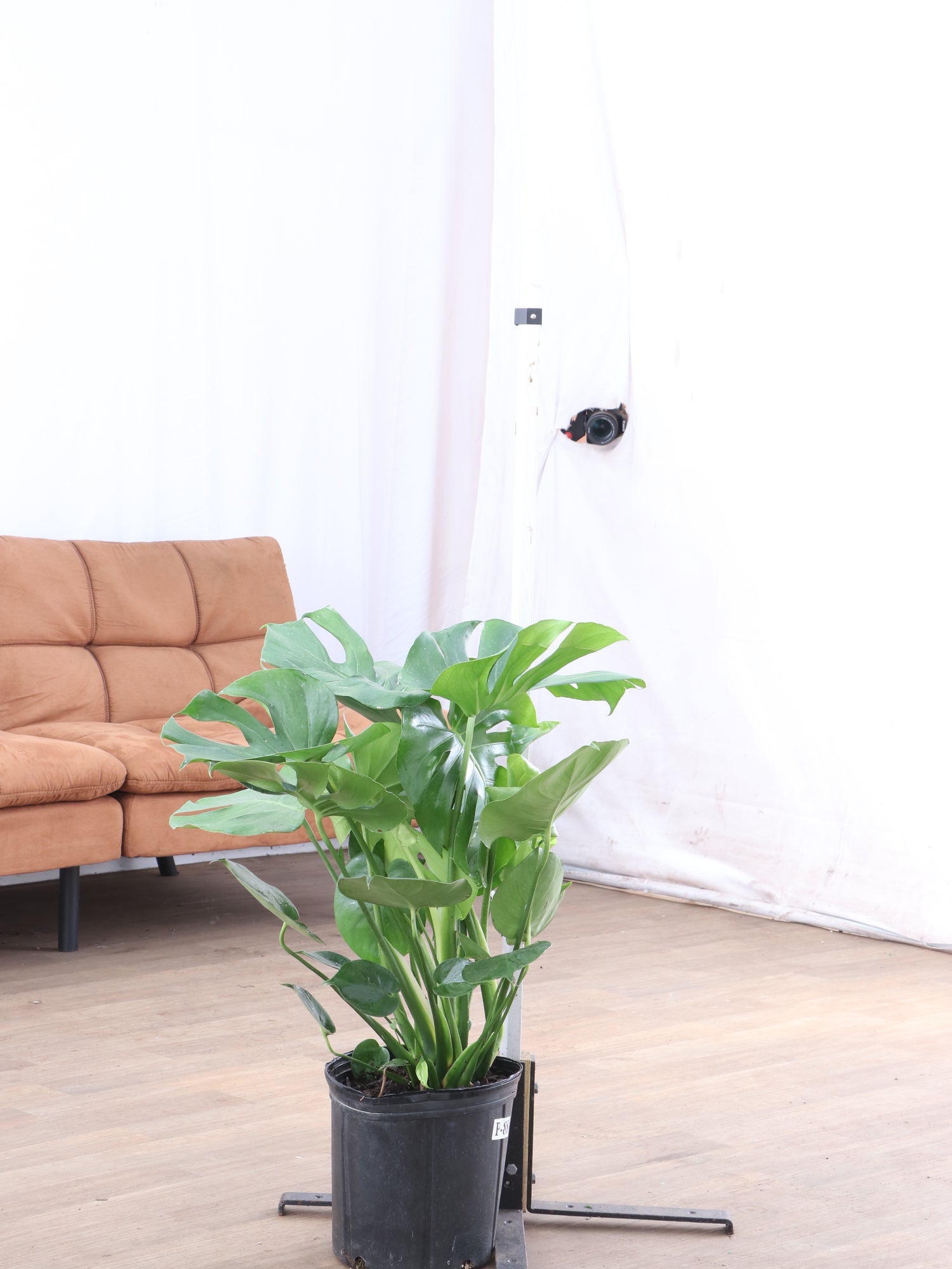 3-5 FT Monstera Deliciosa | NYC, NJ, CT, Boston, Providence, Washington DC,  Baltimore, Philadelphia, Princeton, Long Island, and Upstate NY Local Plant  Delivery  Dahing Plants