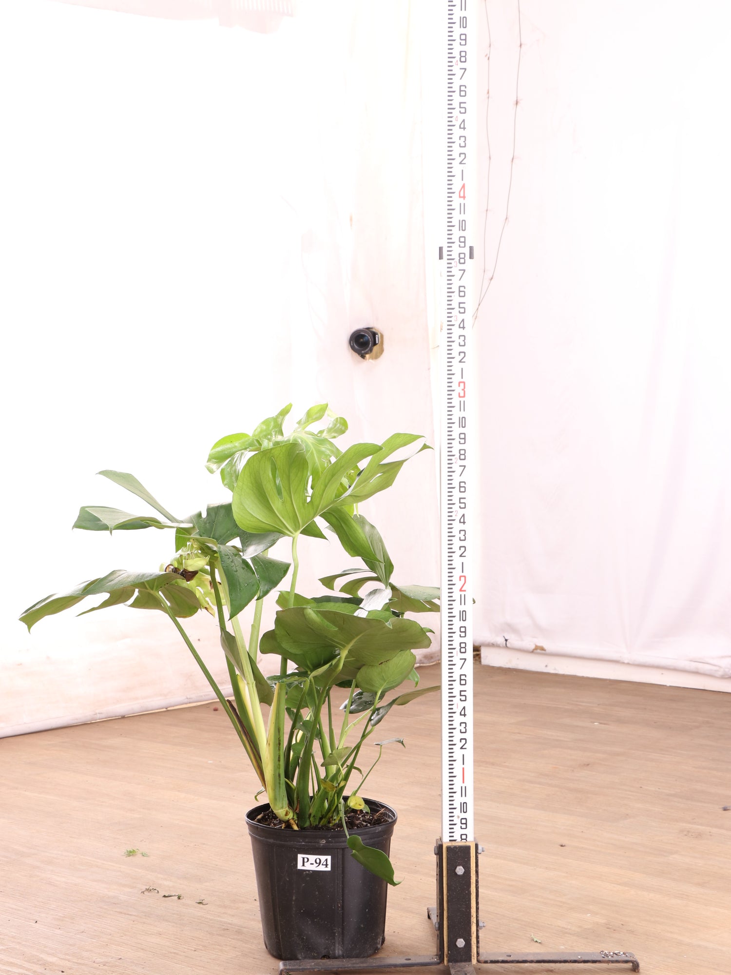 3-5 FT Monstera Deliciosa