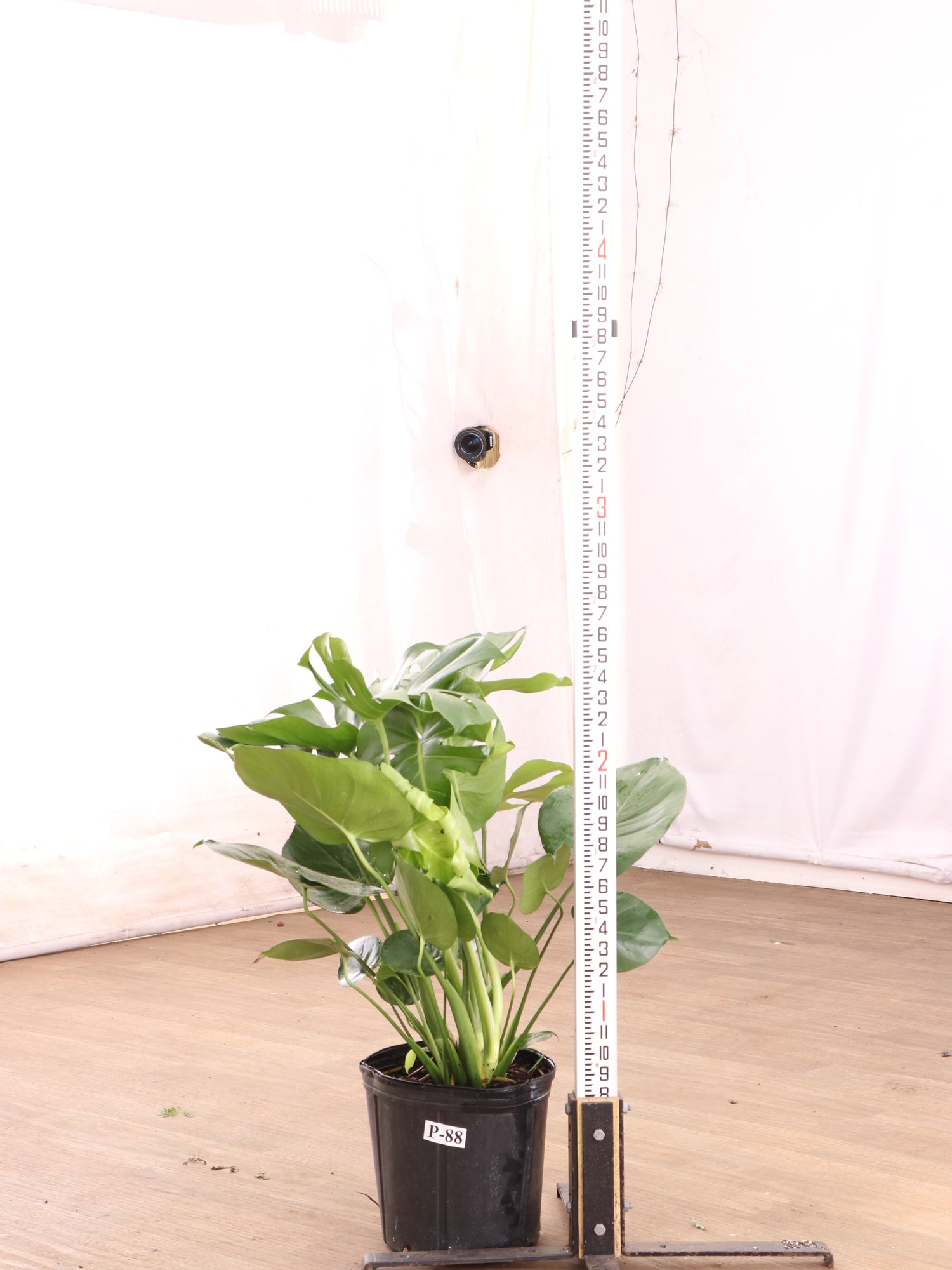 3-5 FT Monstera Deliciosa