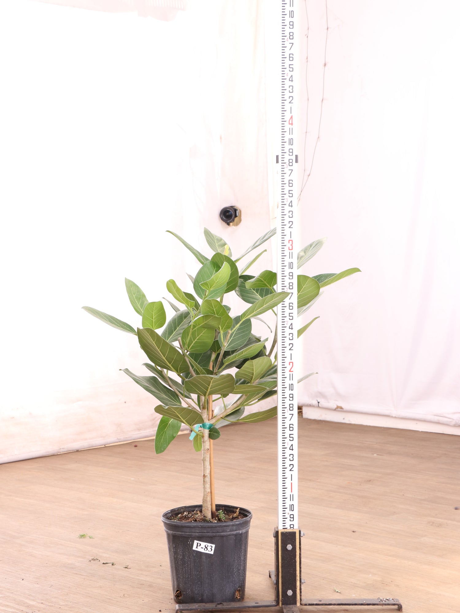 buy ficus audrey online Buy Large Audrey Ficus Std Online | Rare Indoor Plant