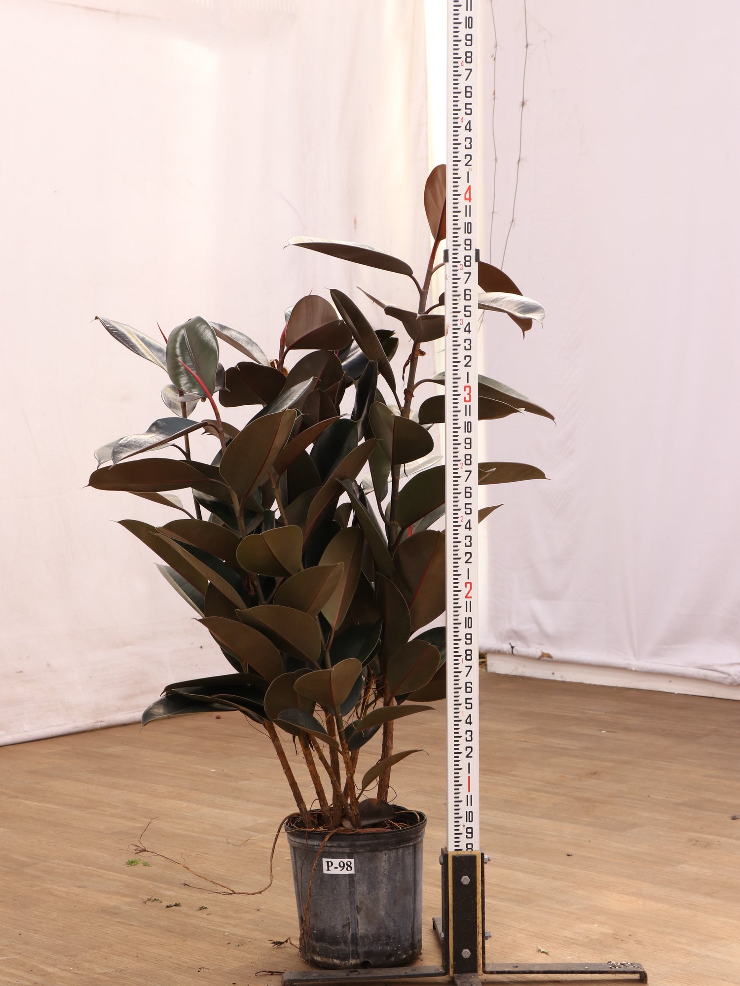 3-5 FT Rubber Tree Bush- NYC, NJ, CT, Boston, Providence, Washington DC,  Baltimore, Philadelphia, Princeton, Long Island, and Upstate NY Local Plant  Delivery – Dahing Plants