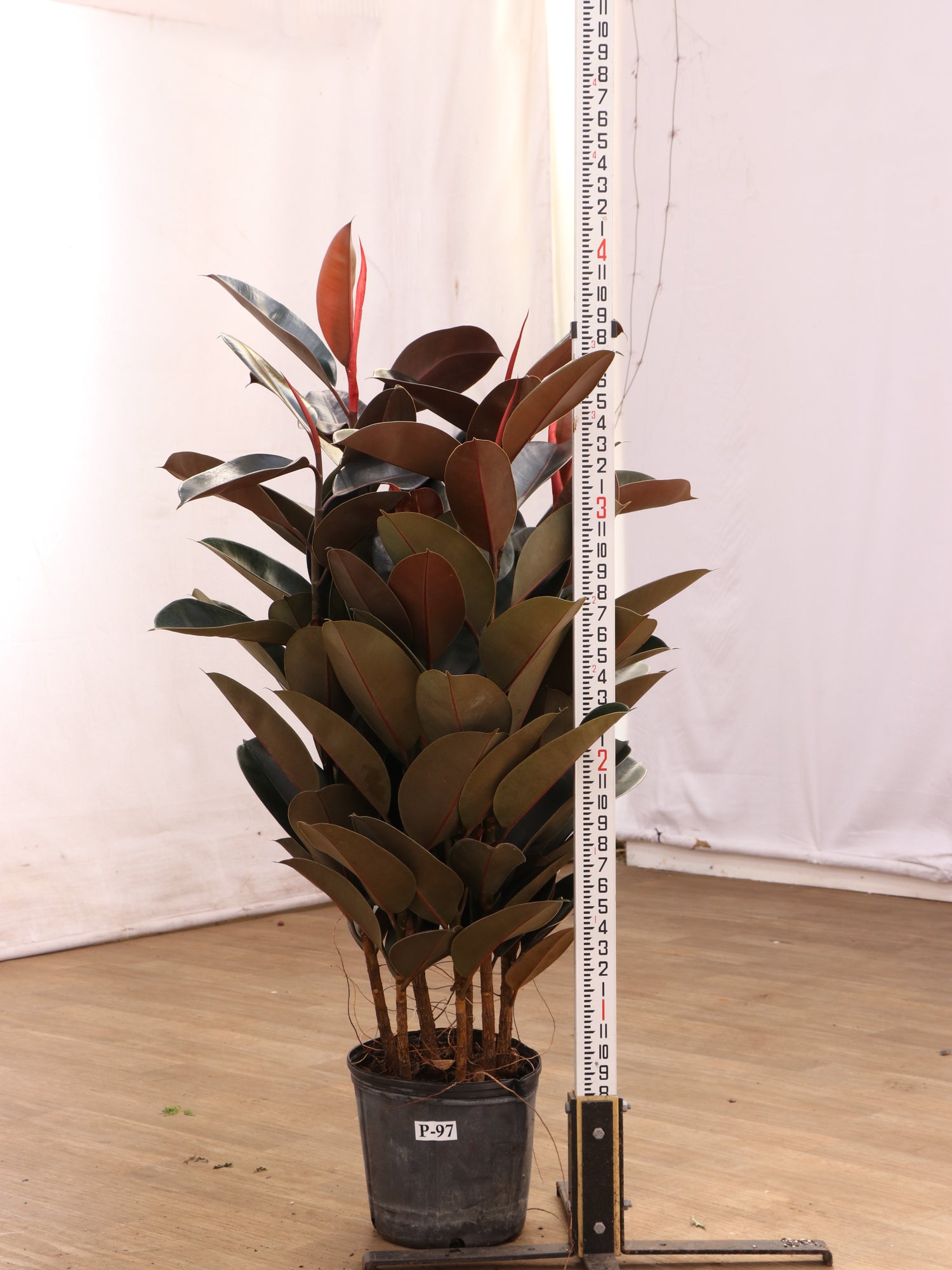 3-5 FT Rubber Tree Bush- NYC, NJ, CT, Boston, Providence, Washington DC,  Baltimore, Philadelphia, Princeton, Long Island, and Upstate NY Local Plant  Delivery – Dahing Plants