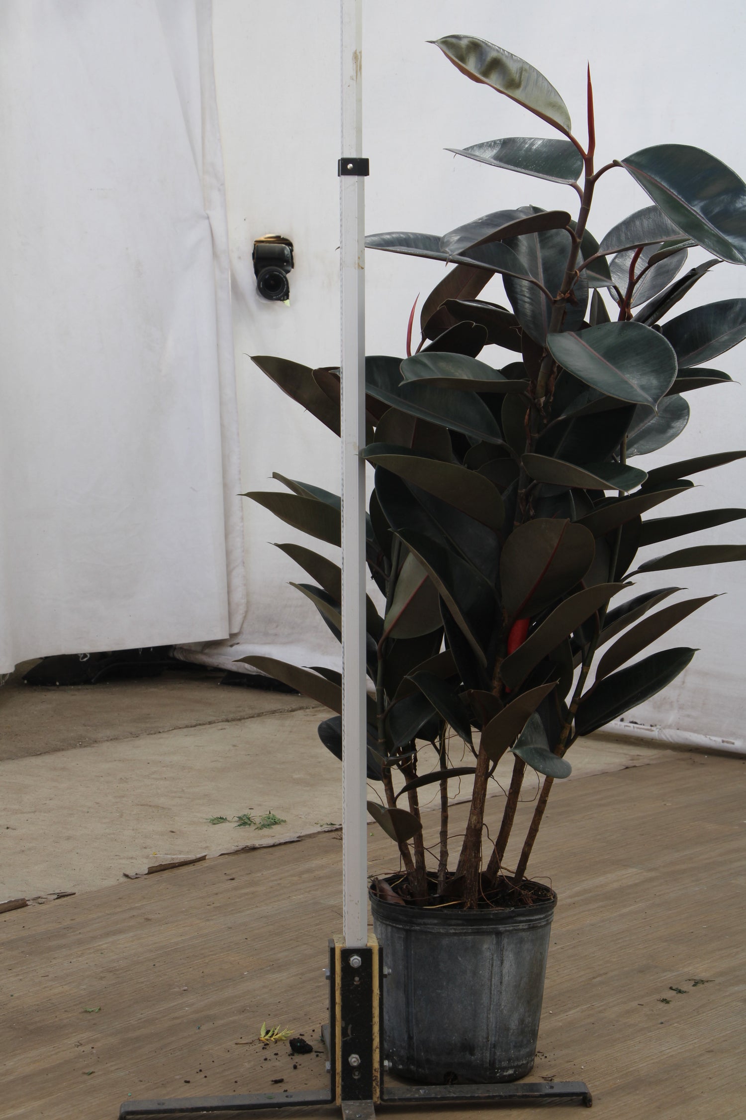 where can i buy a rubber tree plant 3-5 FT Rubber Tree Bush- NYC, NJ, CT, Boston, Providence, Washington DC,  Baltimore, Philadelphia, Princeton, Long Island, and Upstate NY Local Plant  Delivery – Dahing Plants