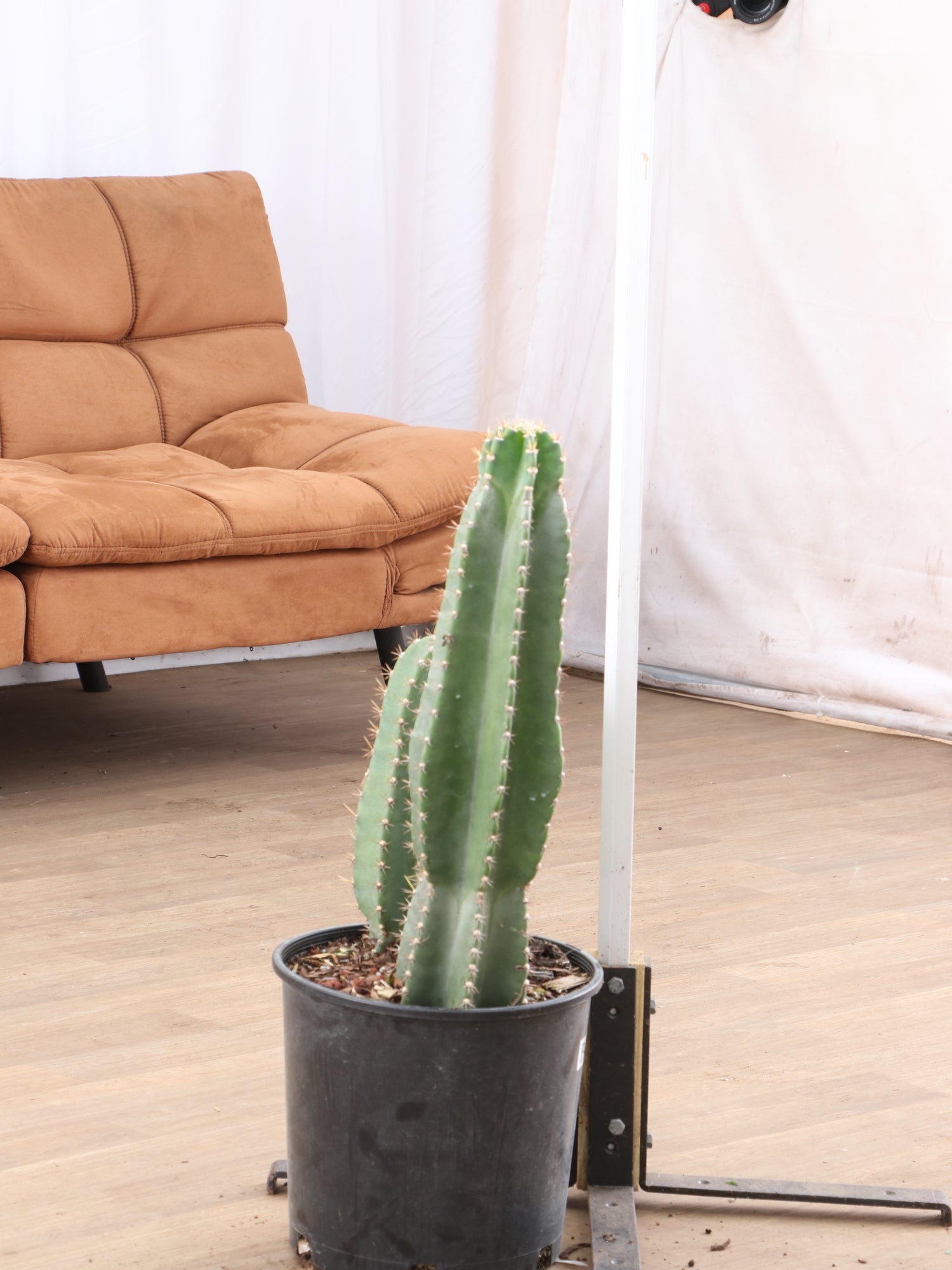 large indoor cactus plants for sale Large Peruvian Cactus