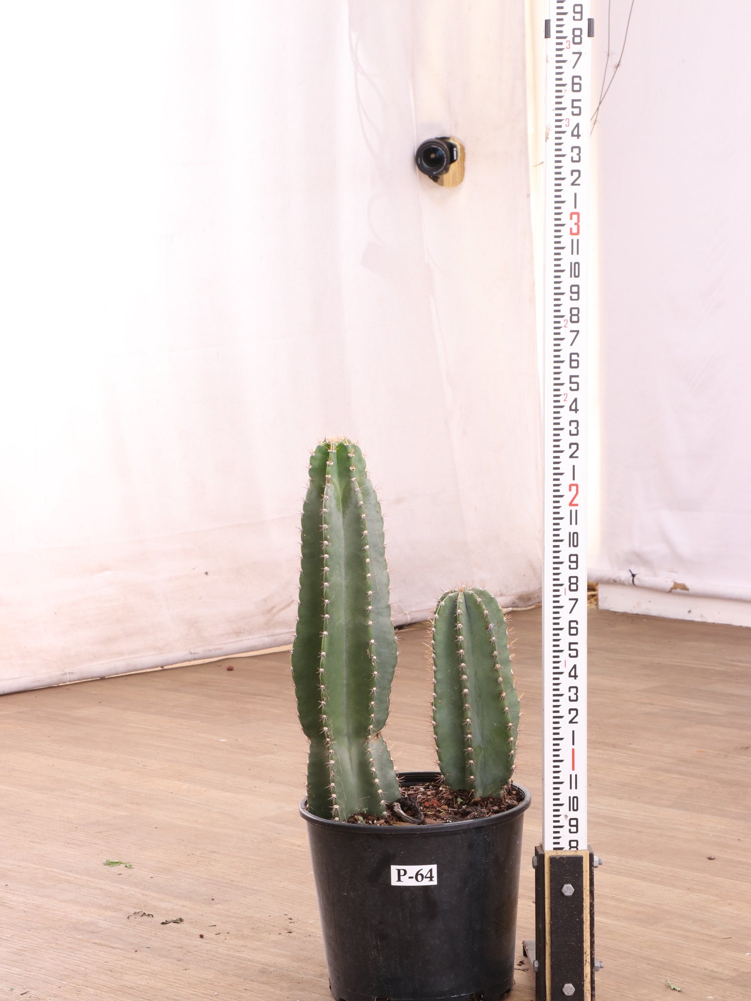 indoor cactus plants for sale Large Peruvian Cactus