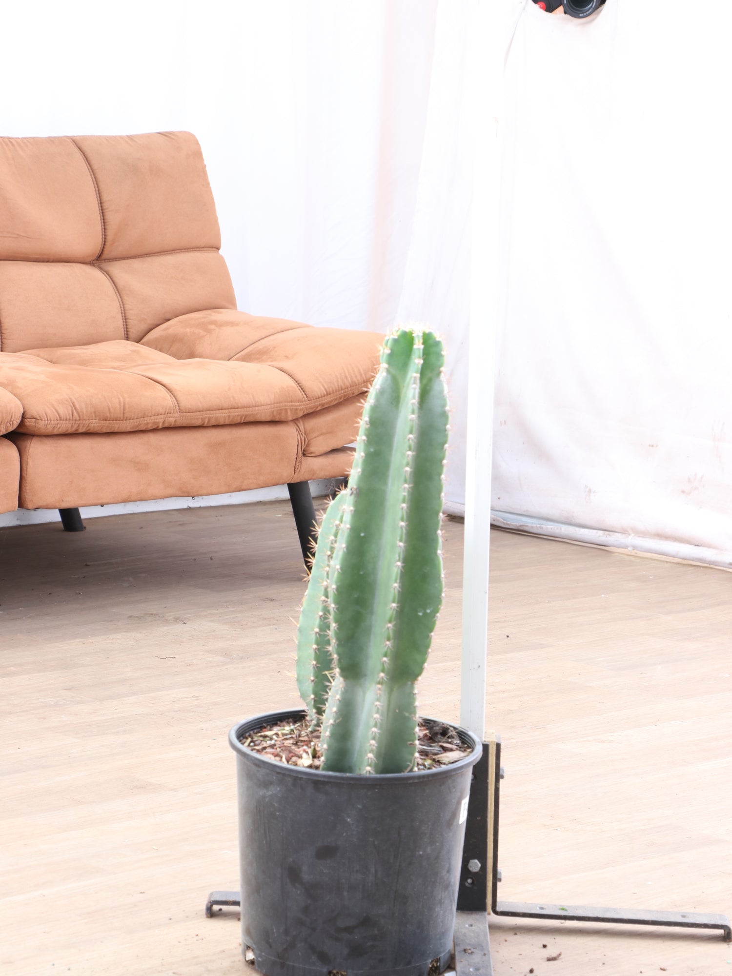 san pedro cactus indoors Buy Large Peruvian Cactus Online | Indoor Succulent