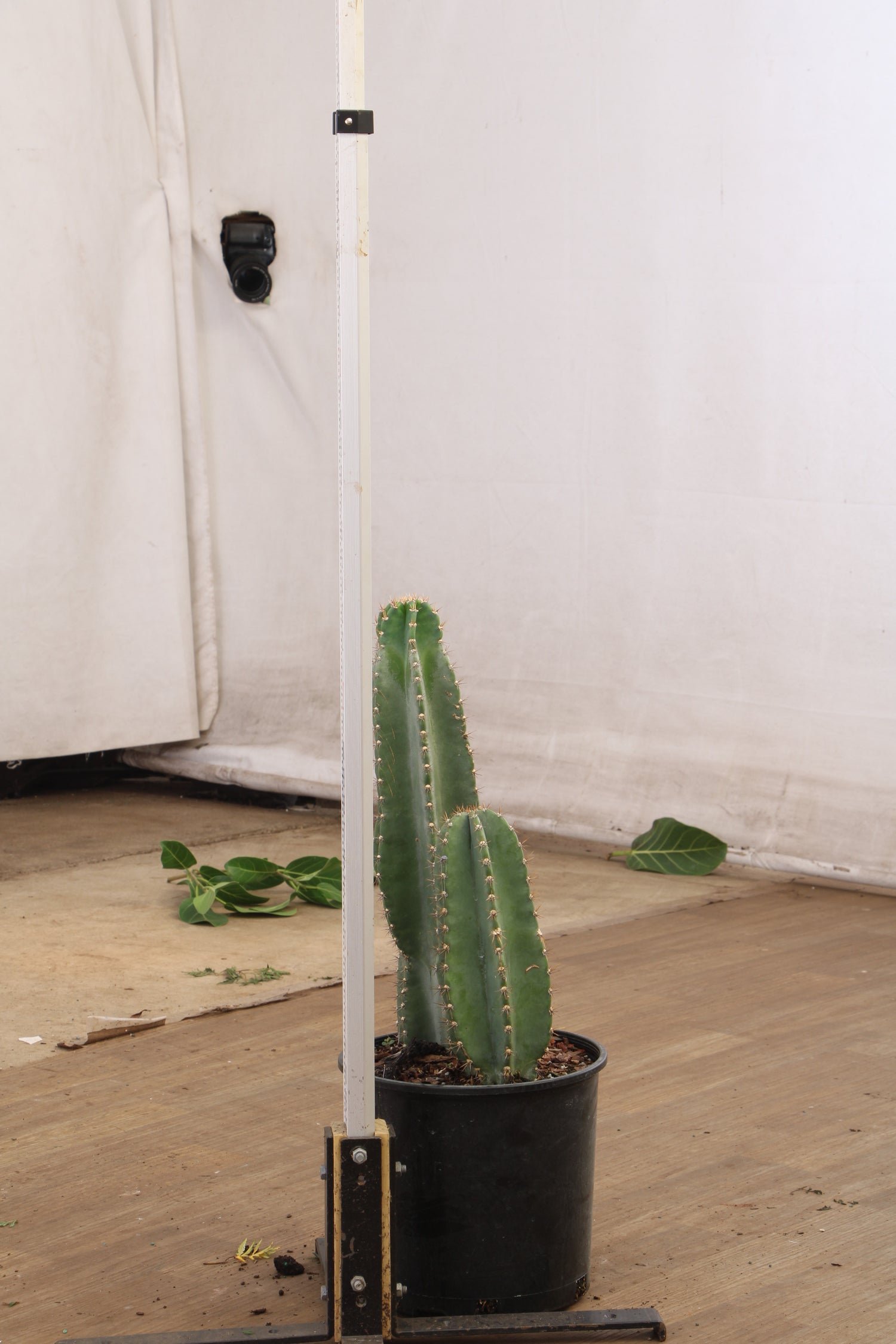 large indoor cactus plants for sale Large Peruvian Cactus
