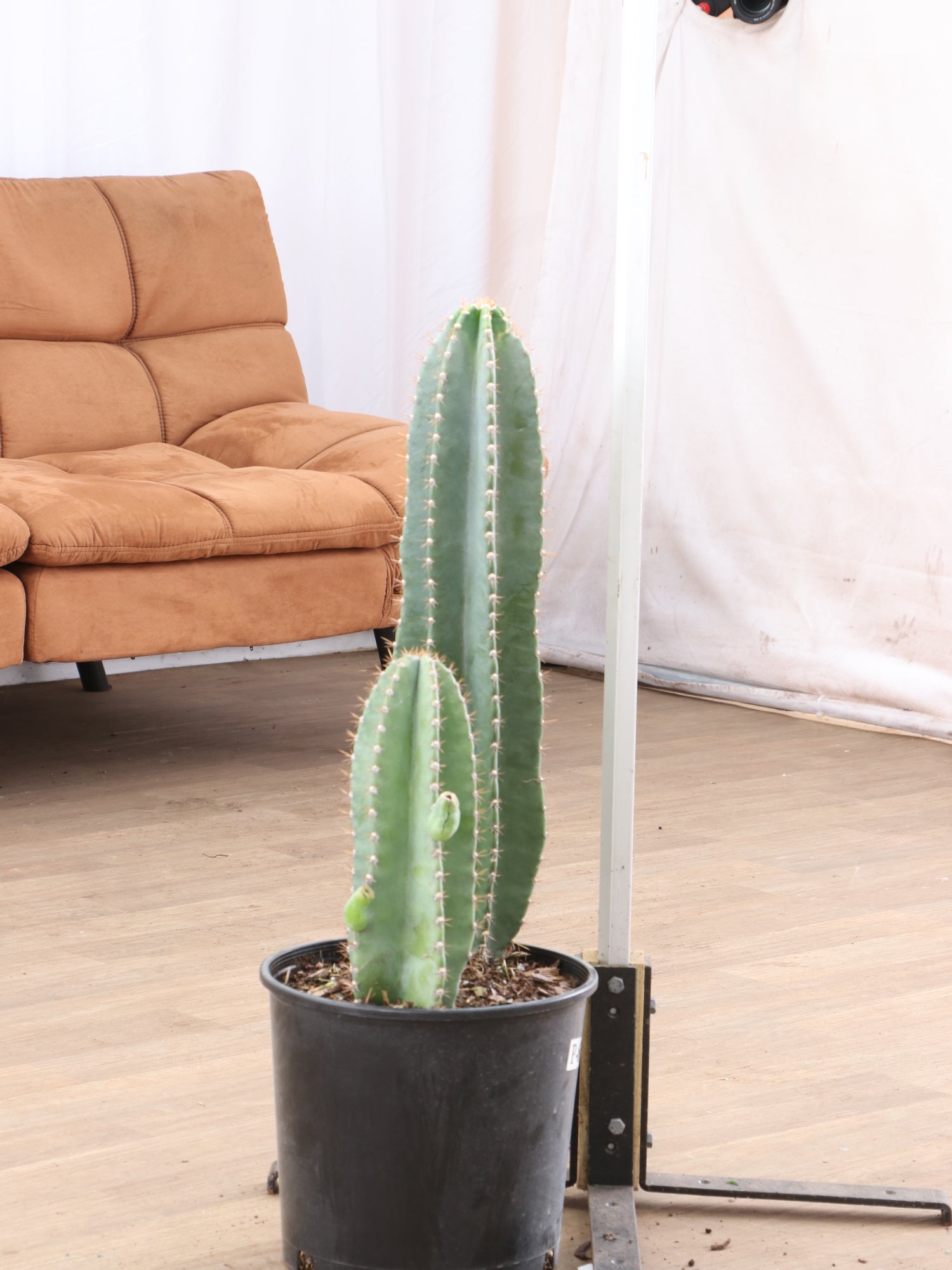 tall cactus house plants Large Peruvian Cactus