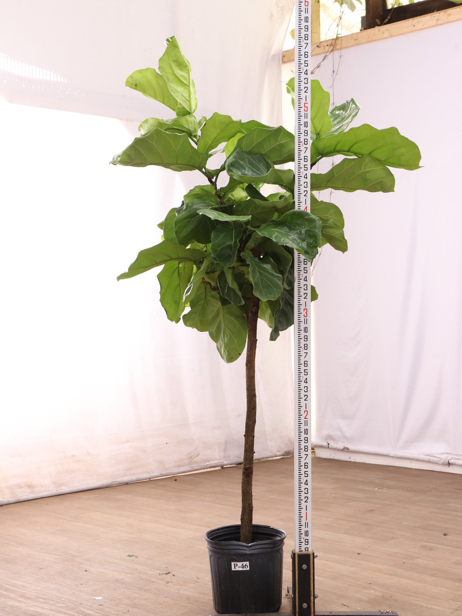 fiddle leaf fig nyc 3-5 FT Fiddle Leaf Fig- NYC, NJ, CT, Boston, Providence, Washington DC, Baltimore, Philadelphia, Princeton, Long Island, and Upstate NY Local Plant Delivery – Dahing Plants