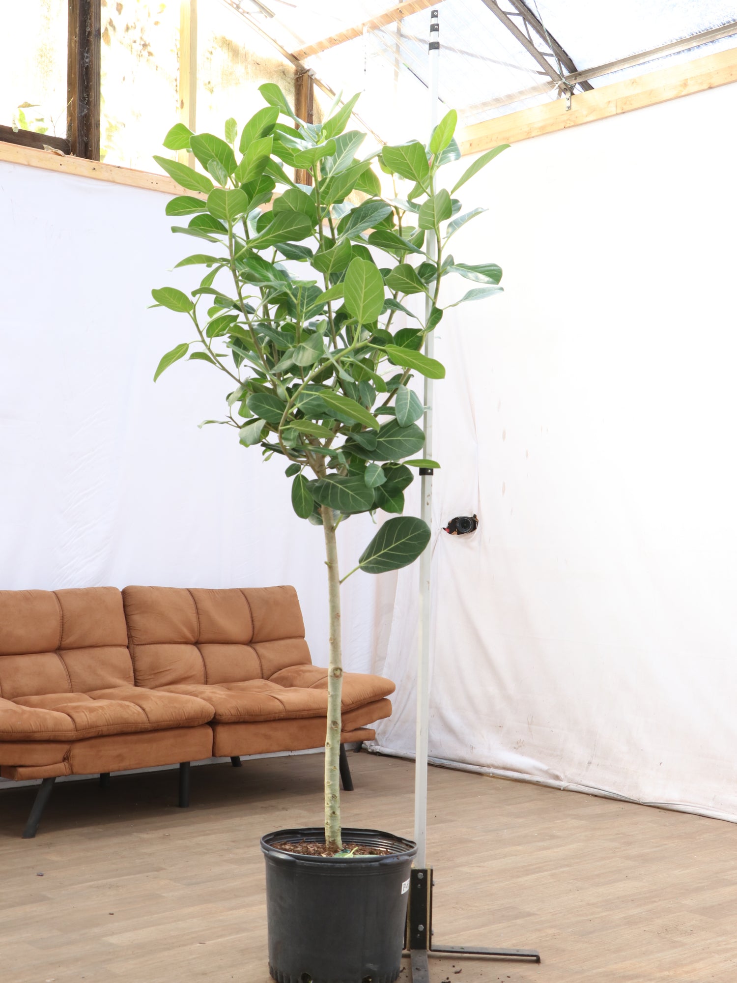 ficus audrey 6 Full Size Audrey Ficus