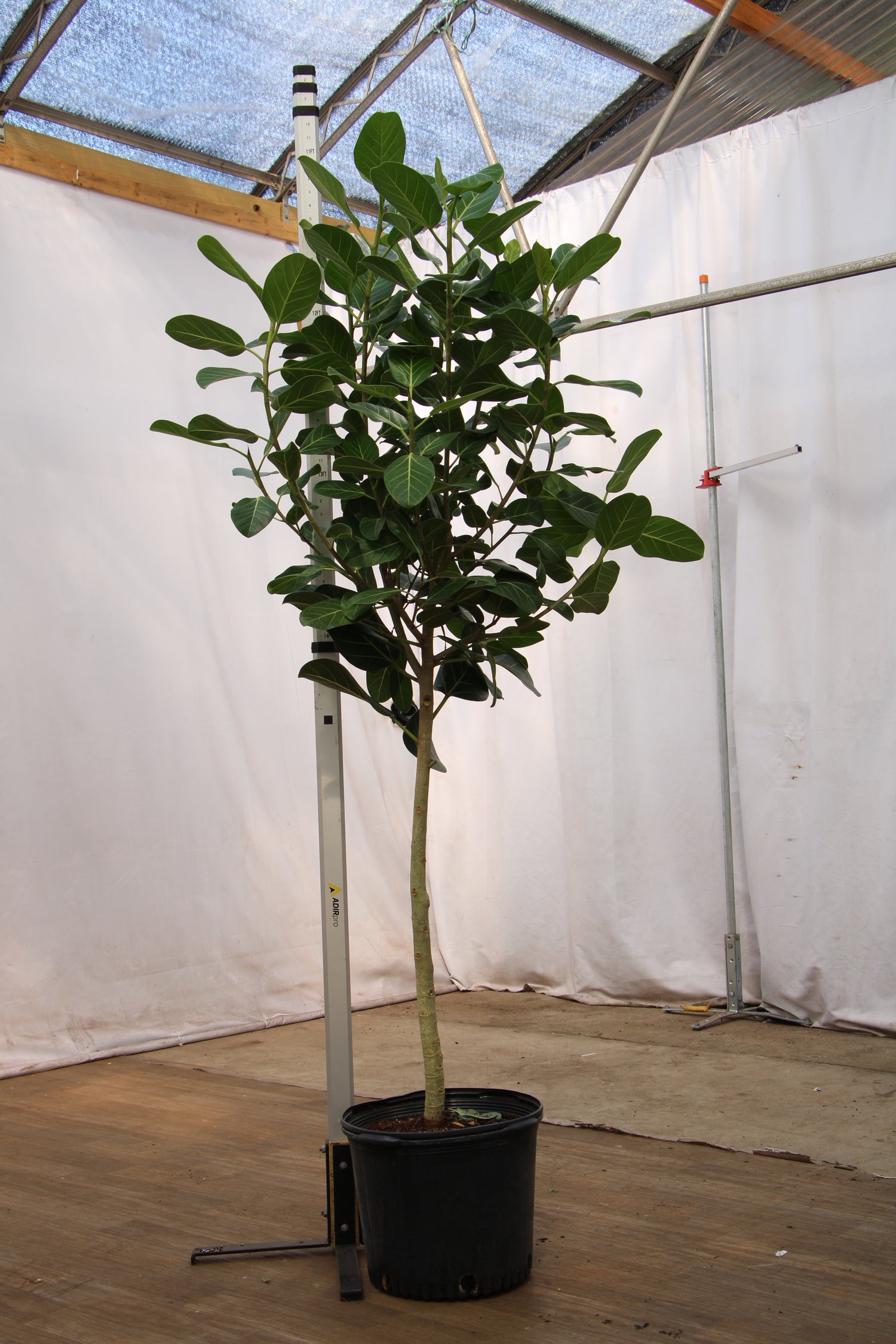 indoor ficus audrey 6-8ft Audrey Ficus – Dahing Plants