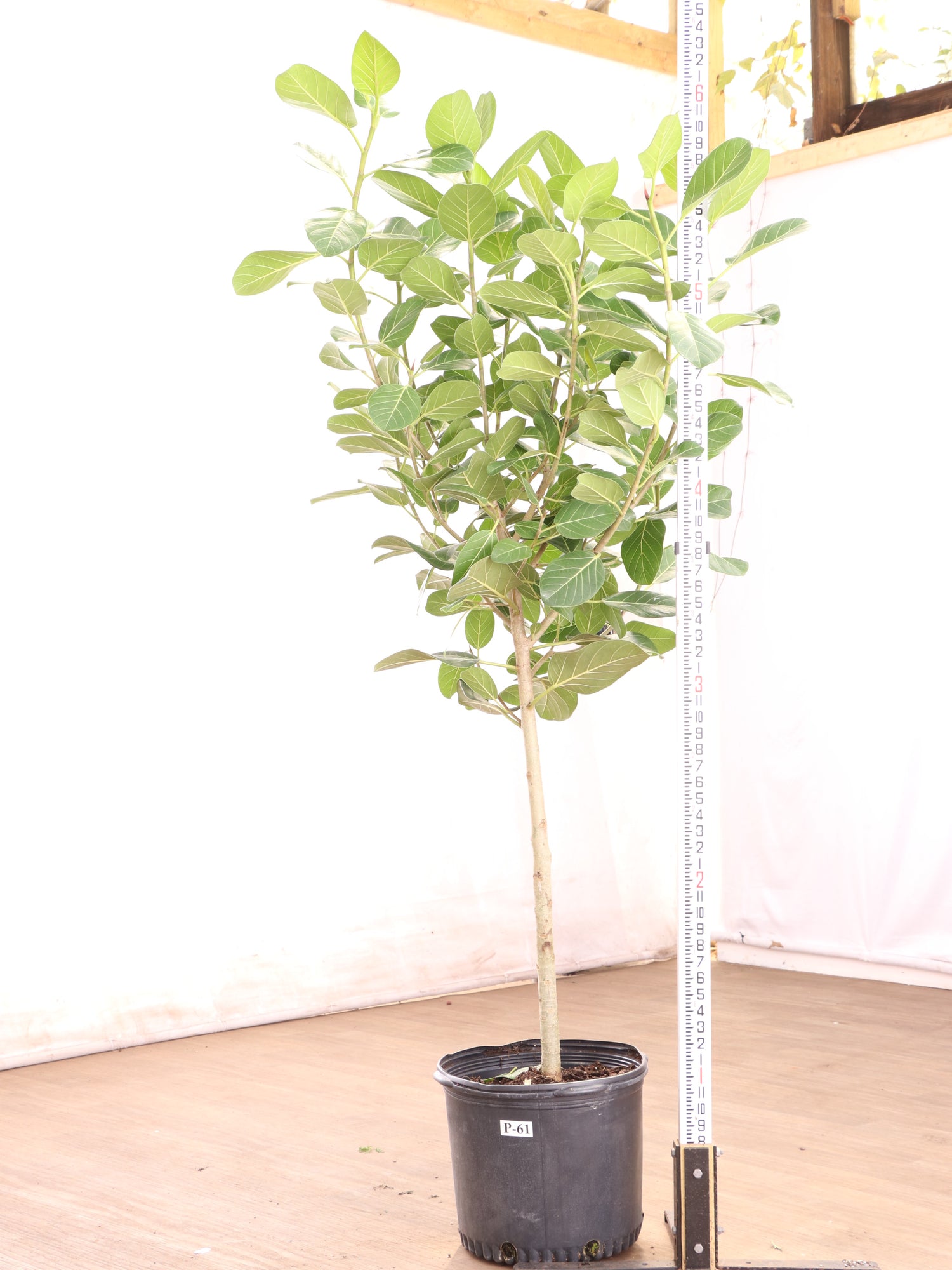 ficus audrey for sale Full Size Audrey Ficus