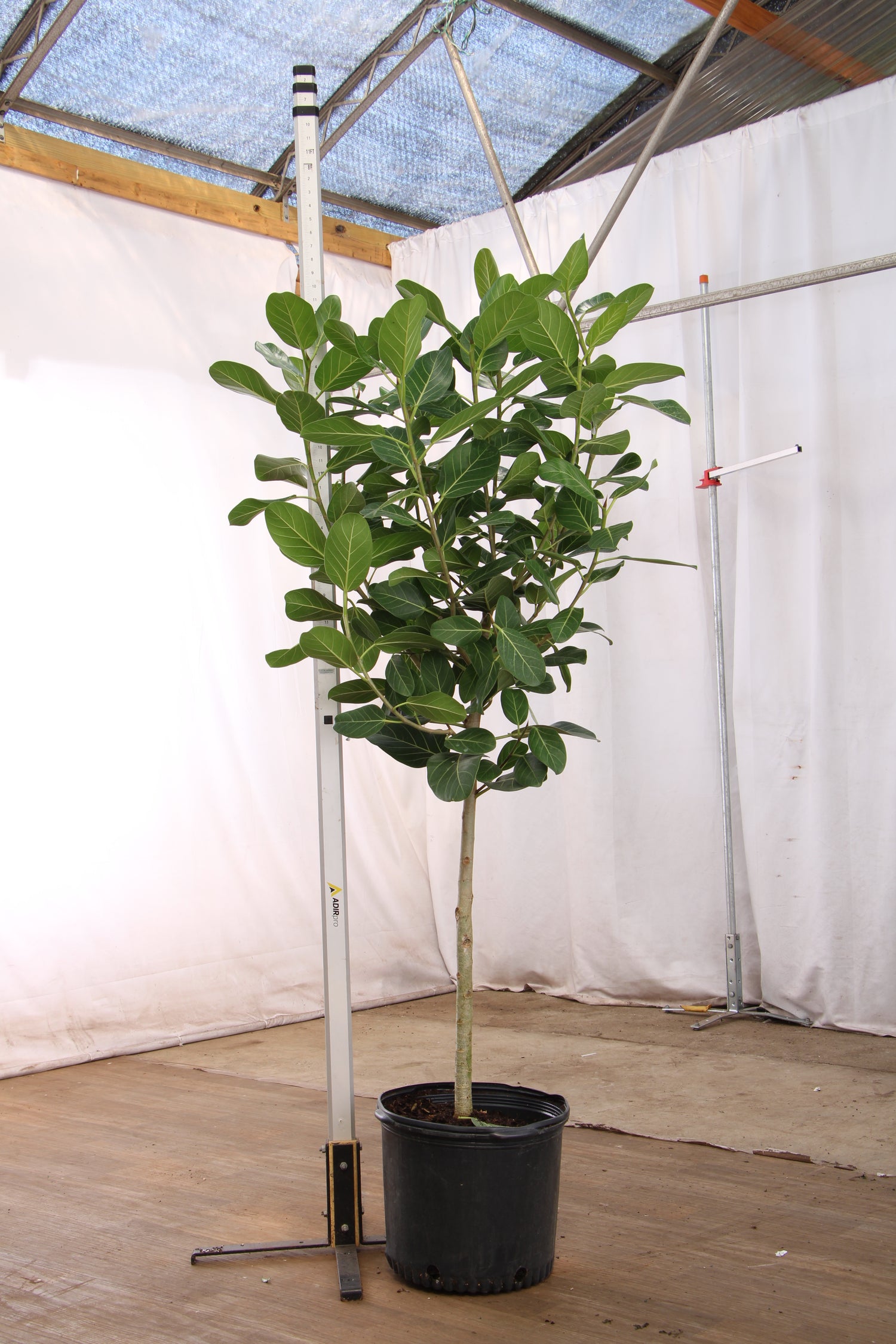 ficus audrey for sale 6-8ft Audrey Ficus – Dahing Plants