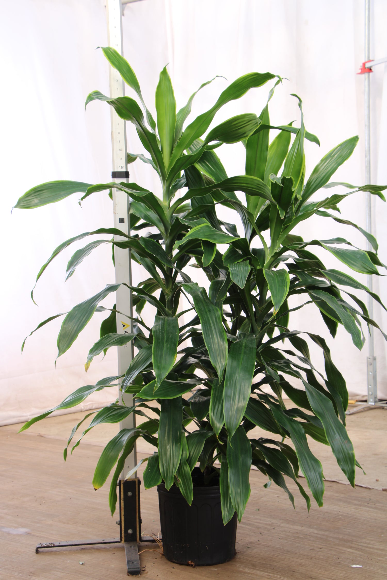 dracaena carmen 3-5 FT Dracaena Carmen – Dahing Plants