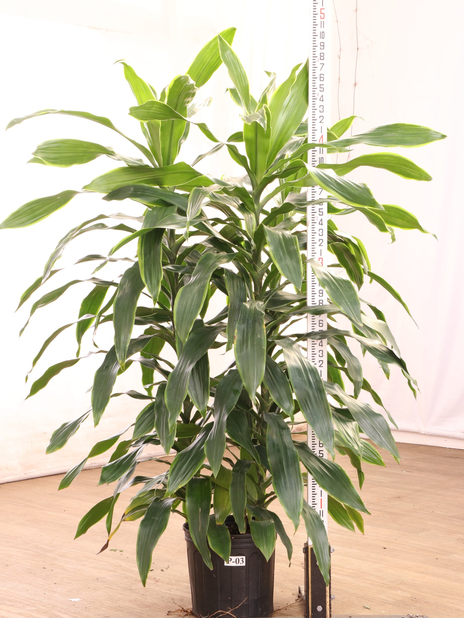Large Dracaena Carmen