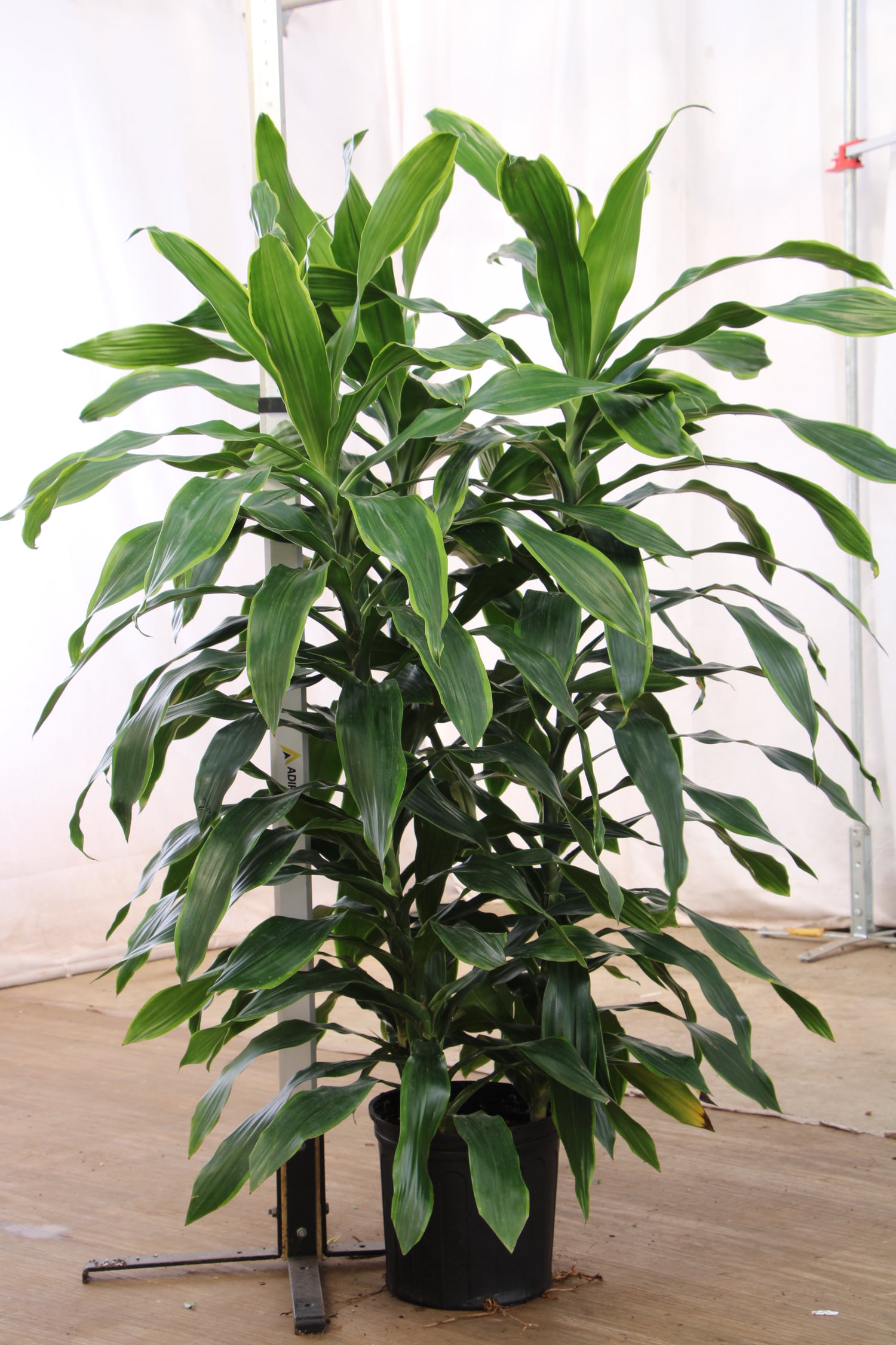 3-5 FT Dracaena Carmen – Dahing Plants