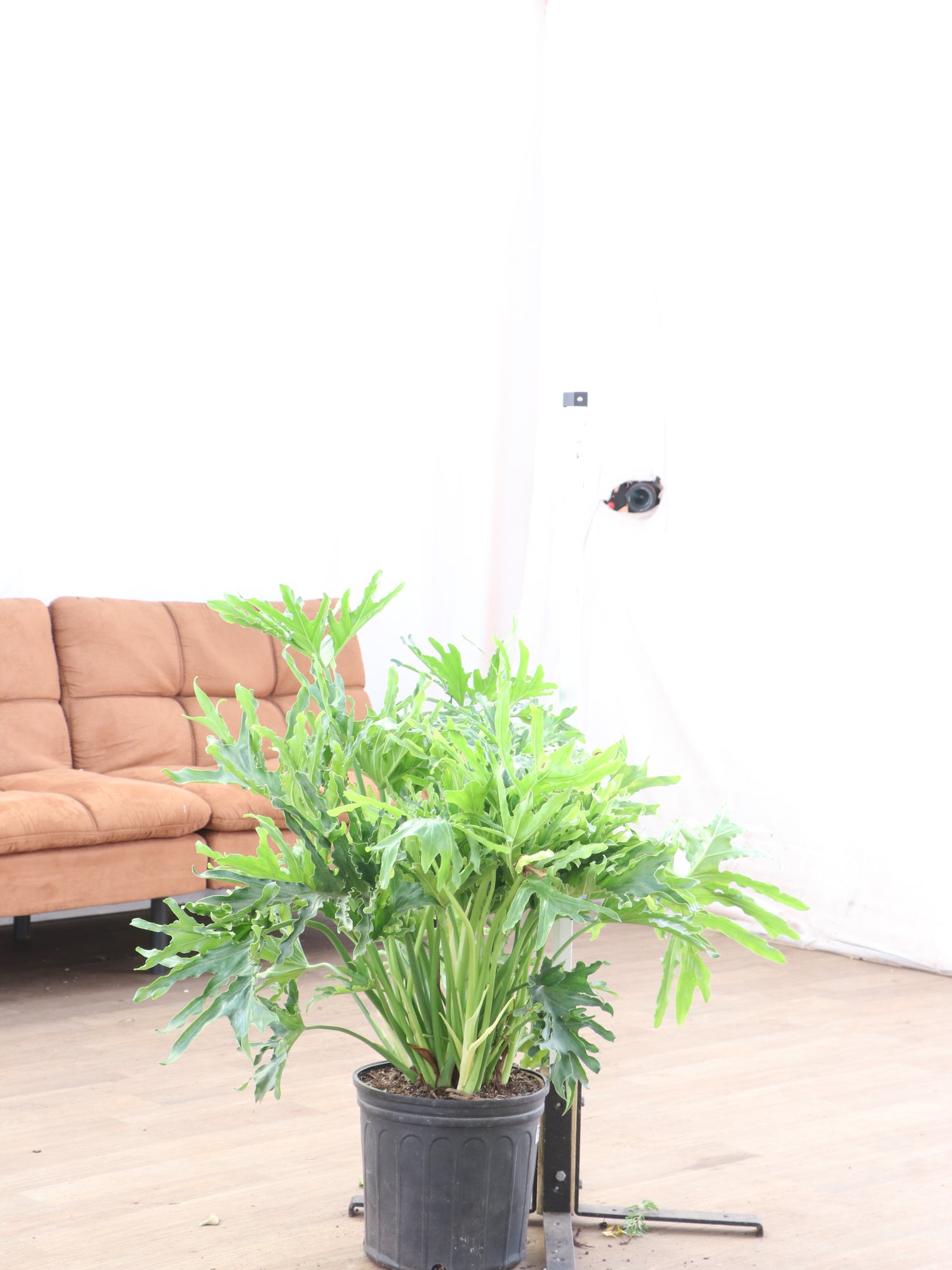 3-5 FT Philodendron Selloum | NYC/NJ Delivery
