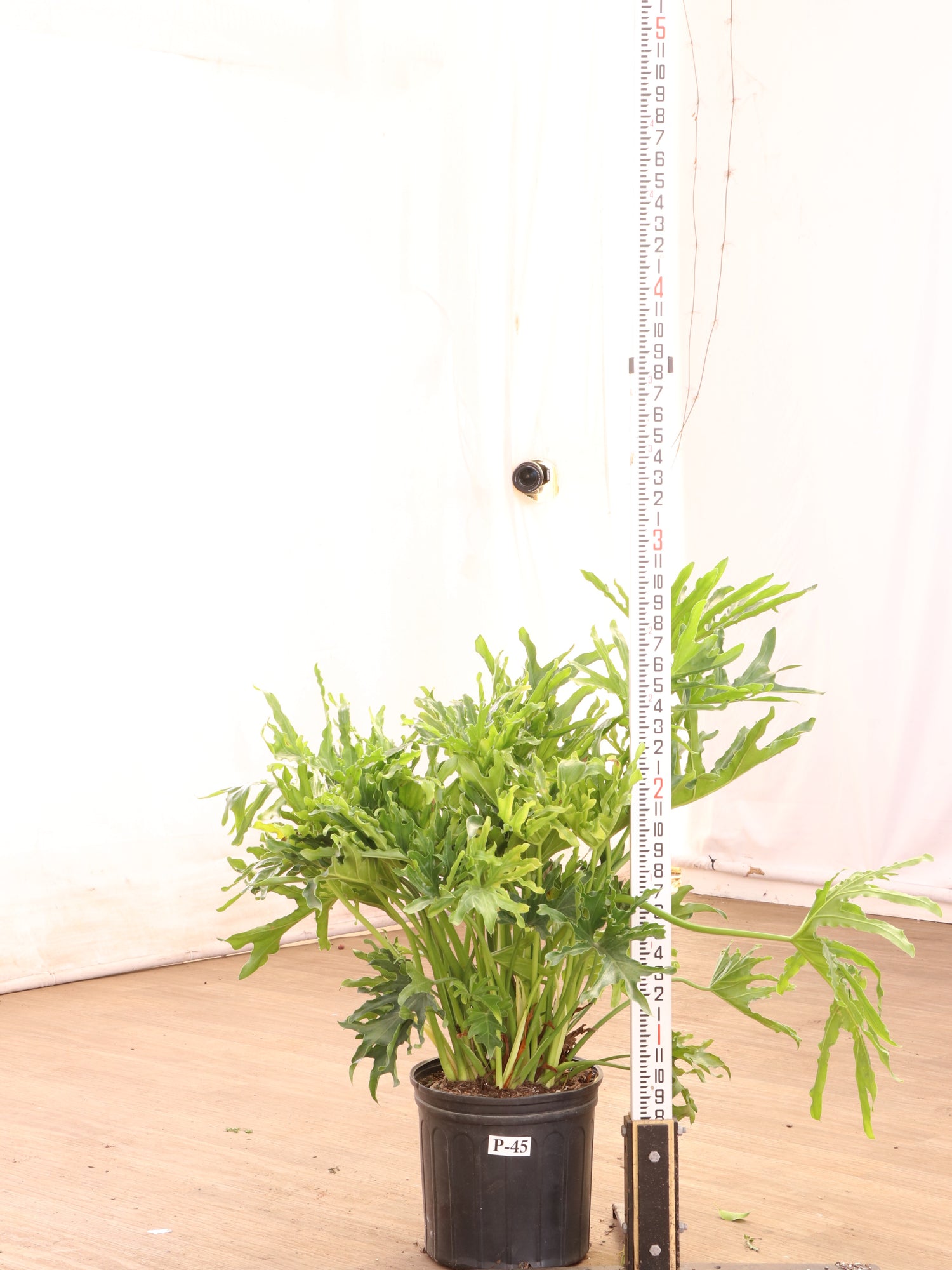 3-5 FT Philodendron Selloum | NYC/NJ Delivery