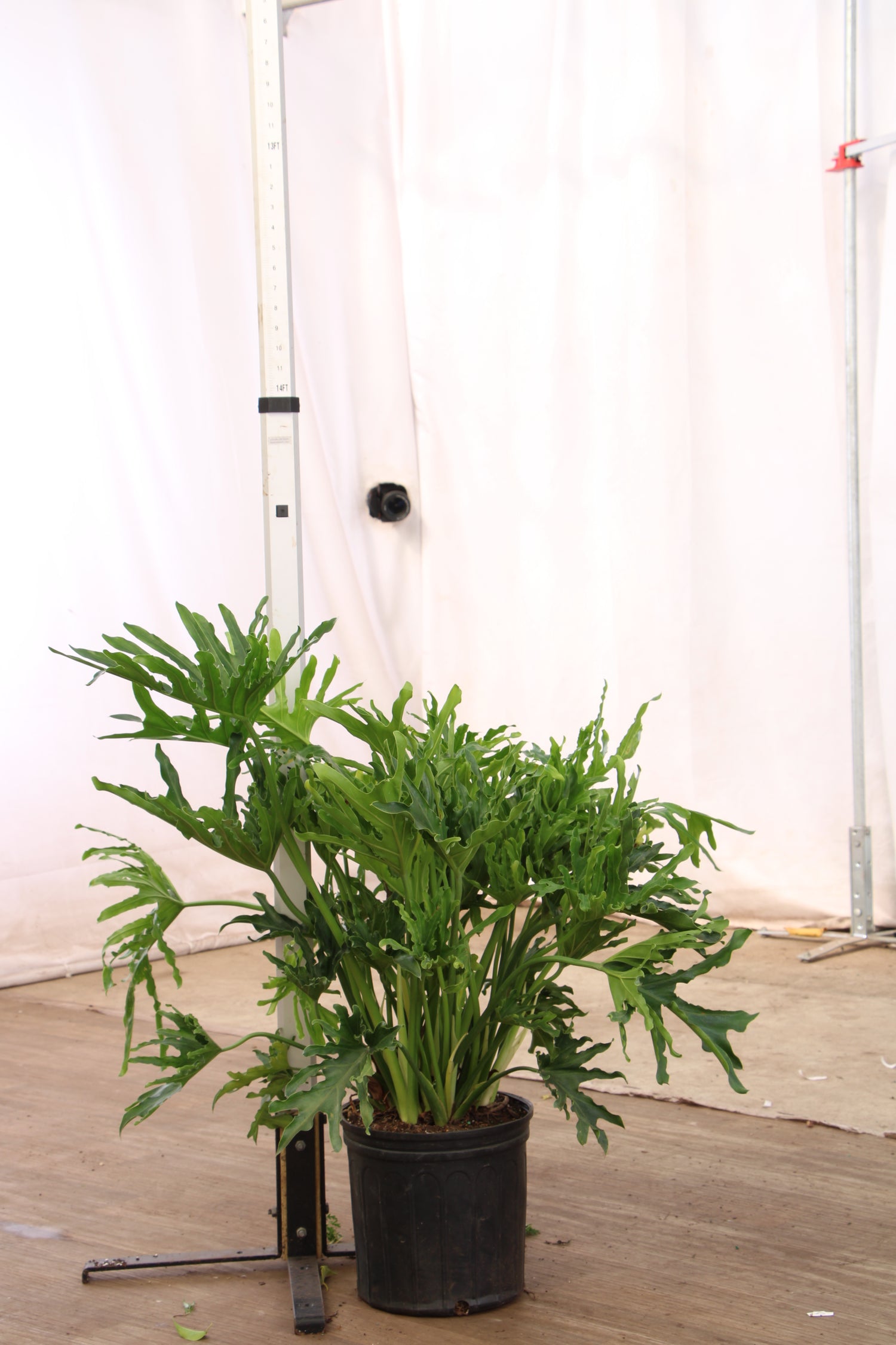 3-5 FT Philodendron Selloum | NYC/NJ Delivery | Pafe Plants  Dahing Plants