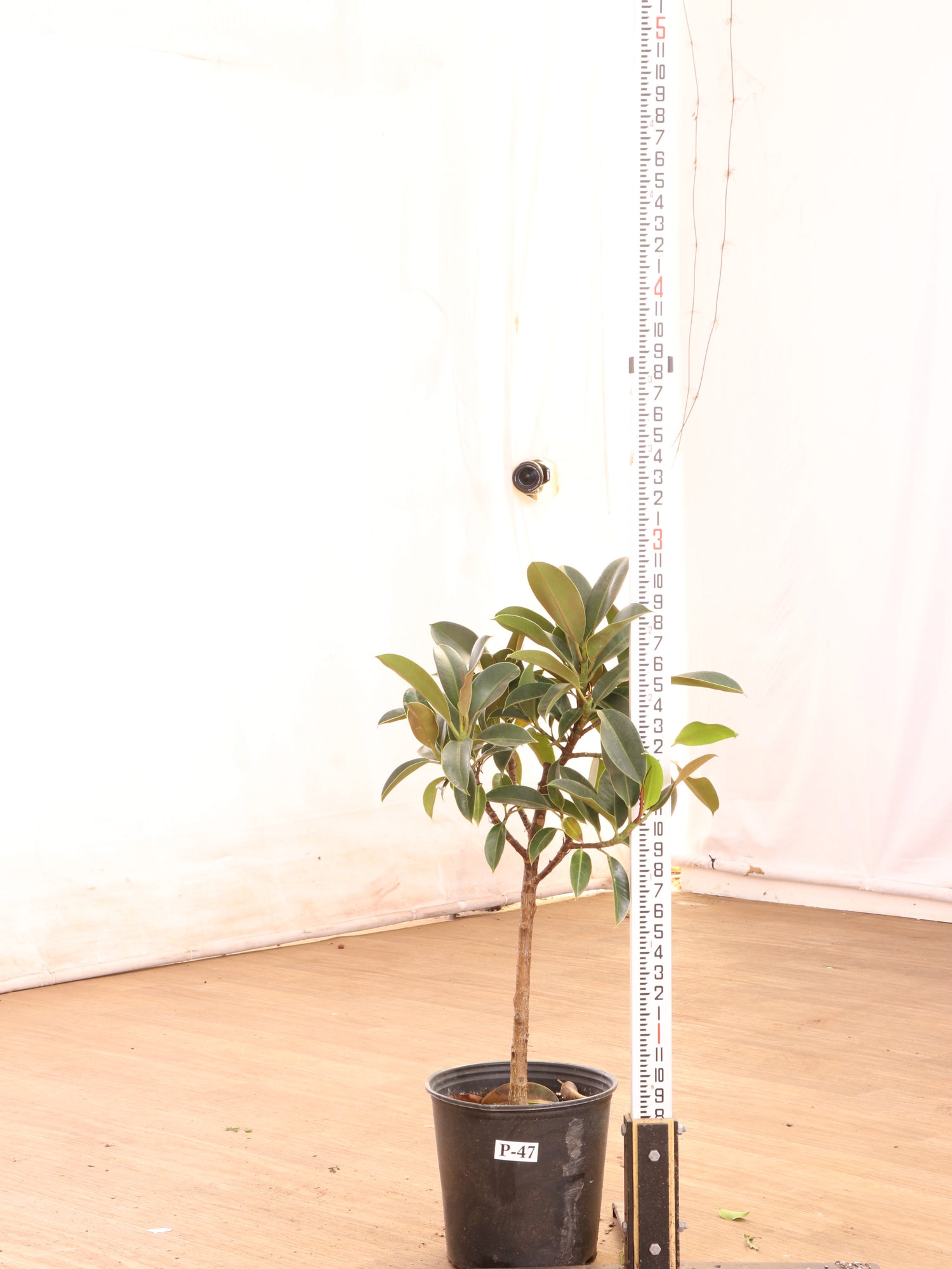 3-5 FT Rubber Tree Std  Dahing Plants