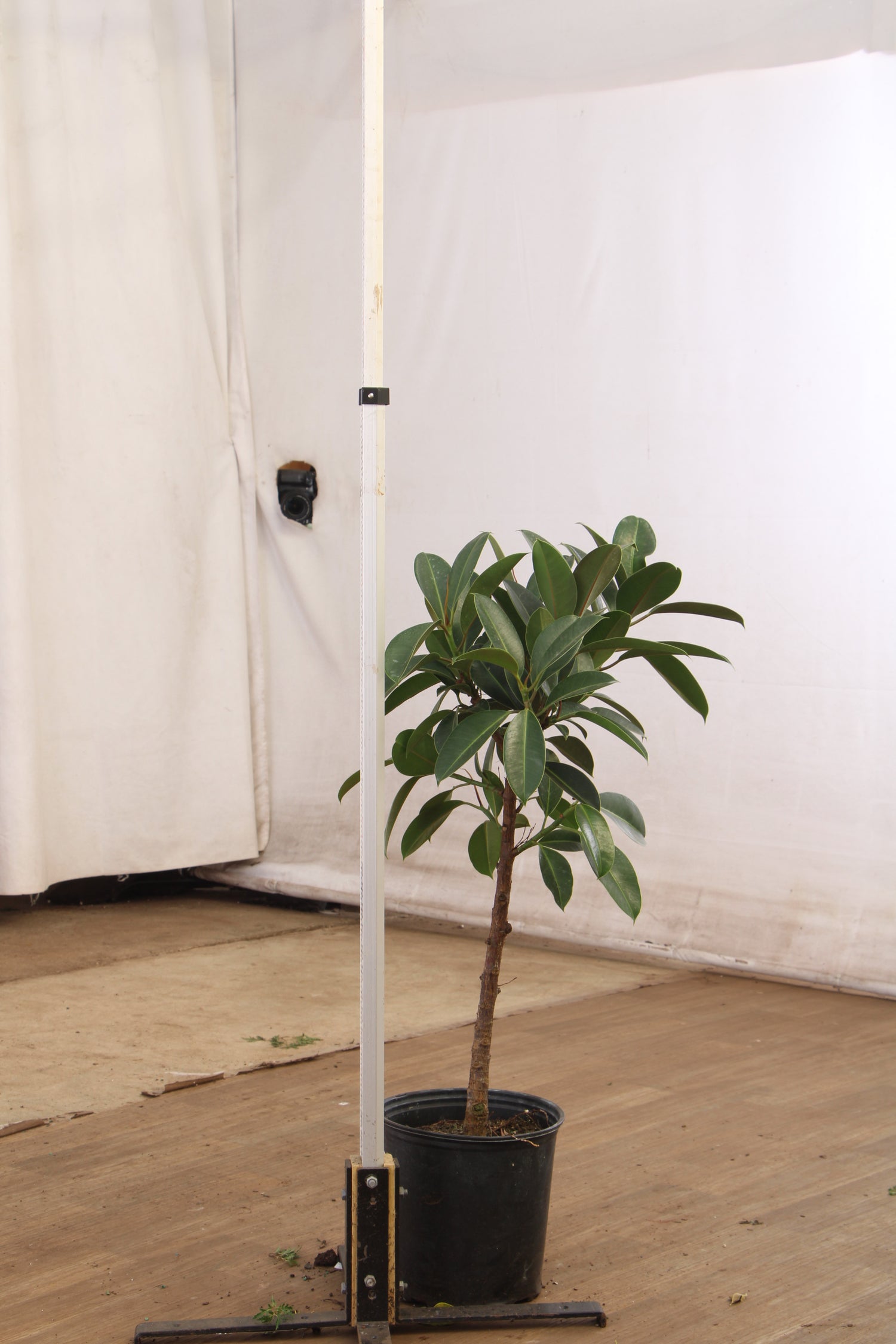 leggy rubber tree 3-5 FT Rubber Tree Std – Dahing Plants