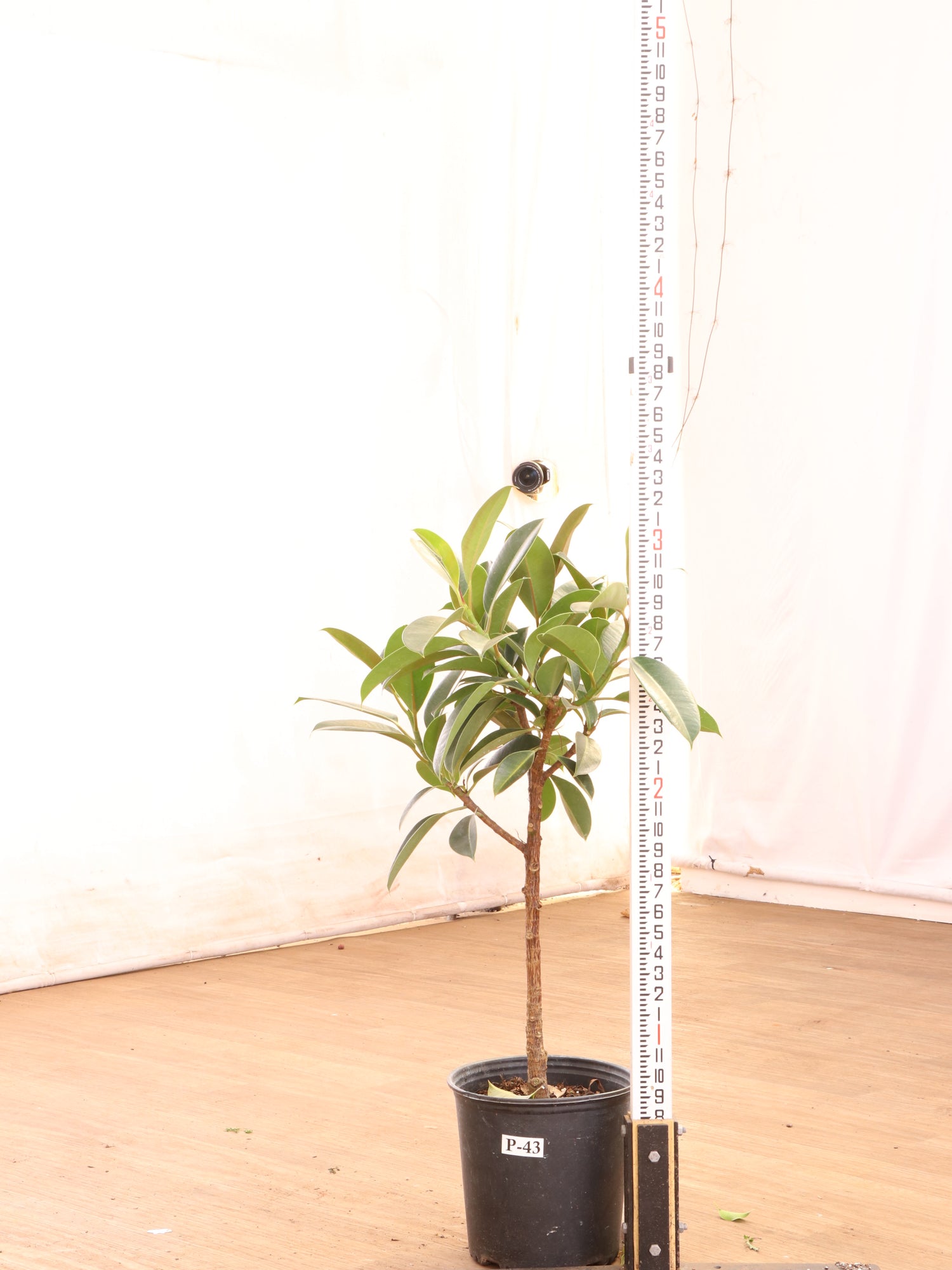rubber tree small 3-5 FT Rubber Tree Std – Dahing Plants