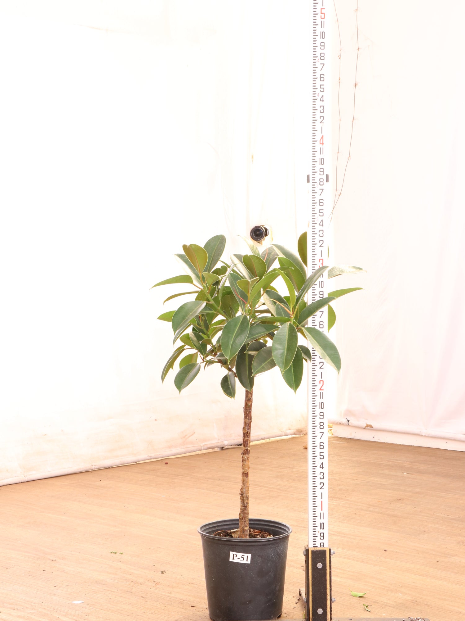 3-5 FT Rubber Tree Std – Dahing Plants