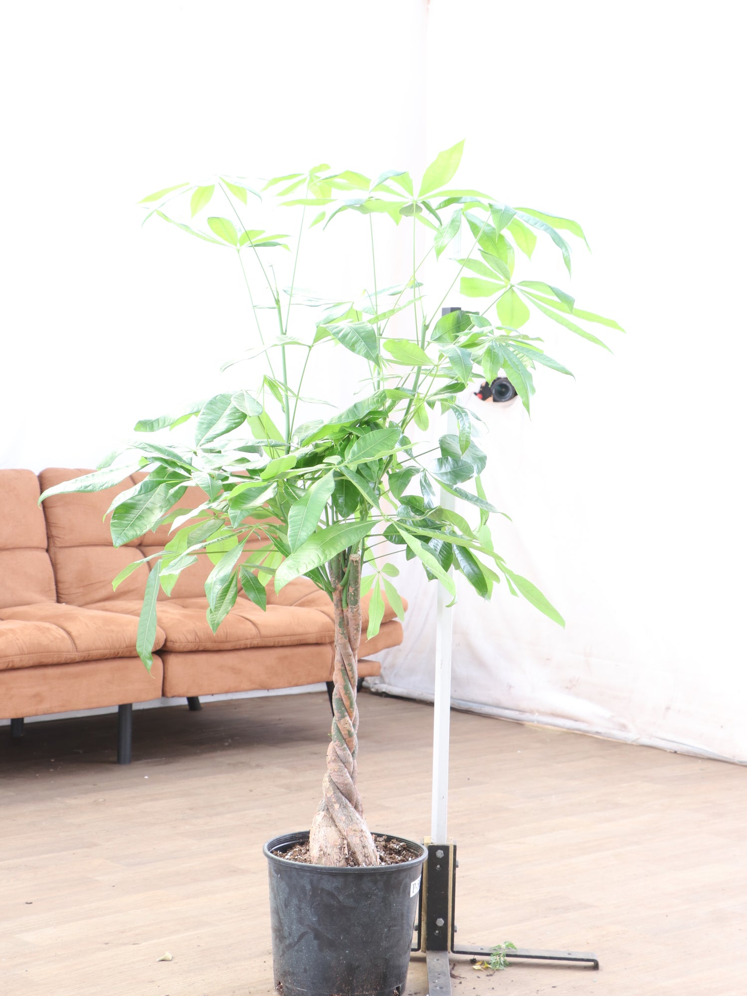 money tree plant price Buy Large Money Tree Online | Large Indoor Plant