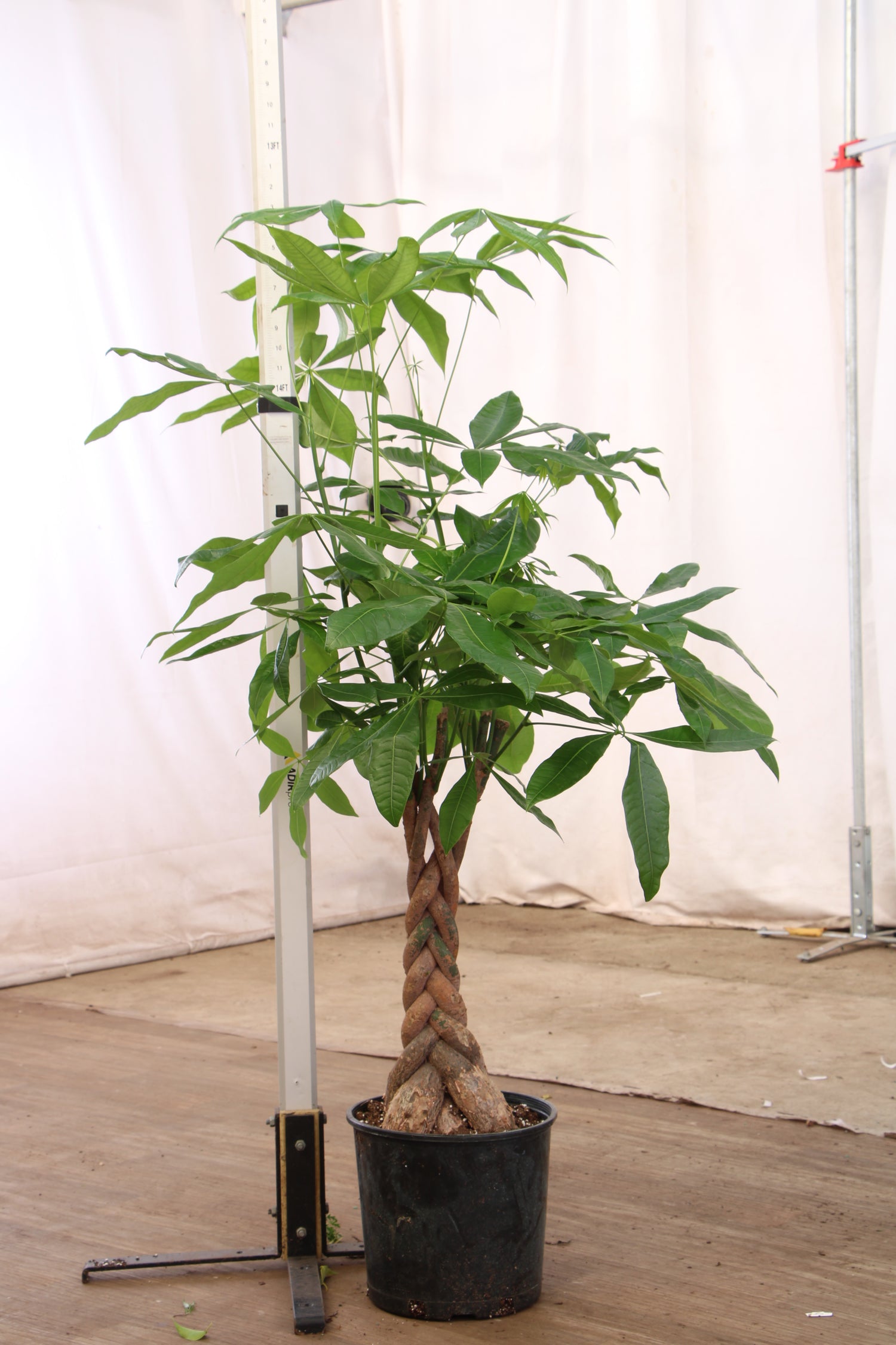 5 foot money tree Buy Large Money Tree Online | Large Indoor Plant