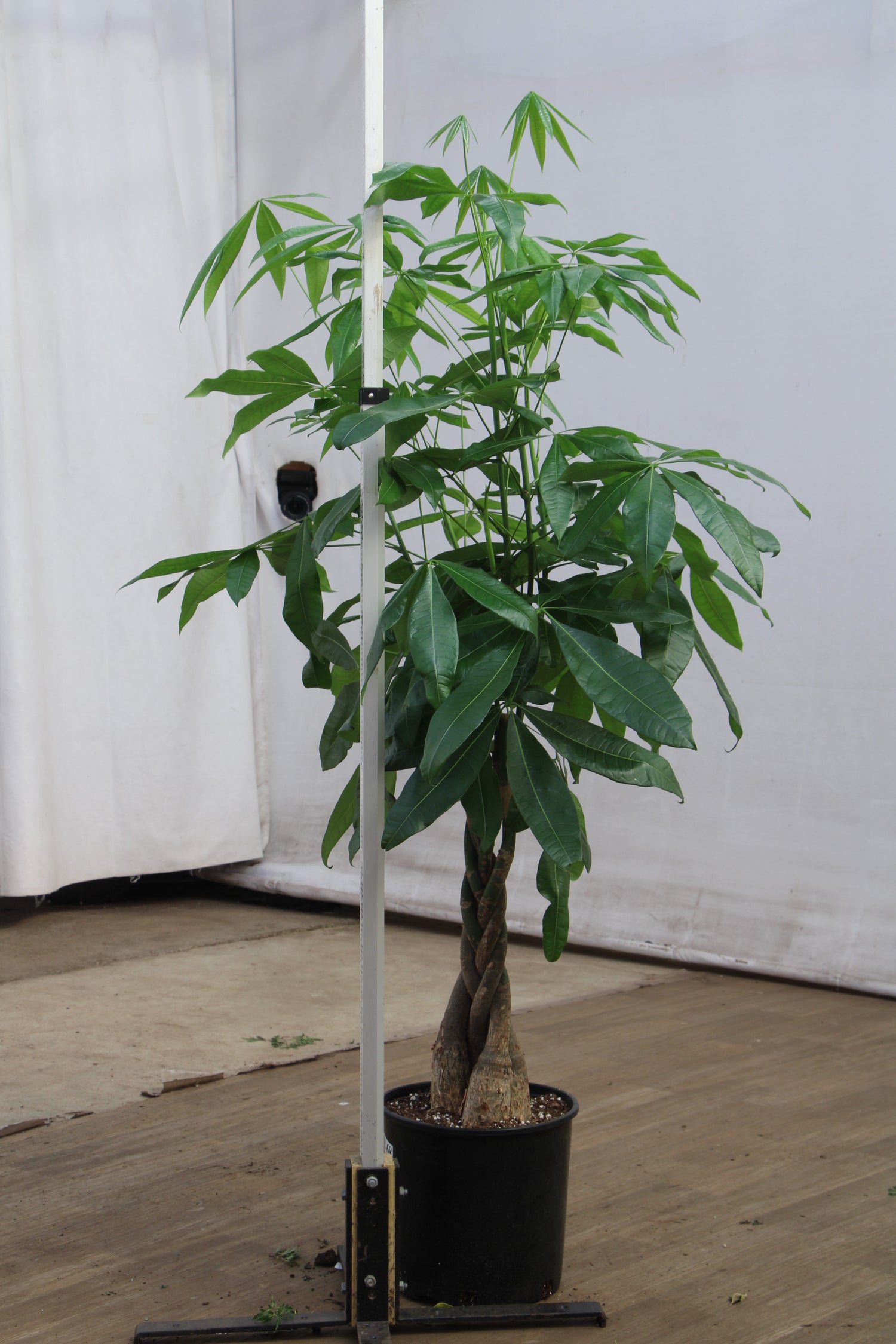 money tree nyc Buy Large Money Tree Online | Large Indoor Plant