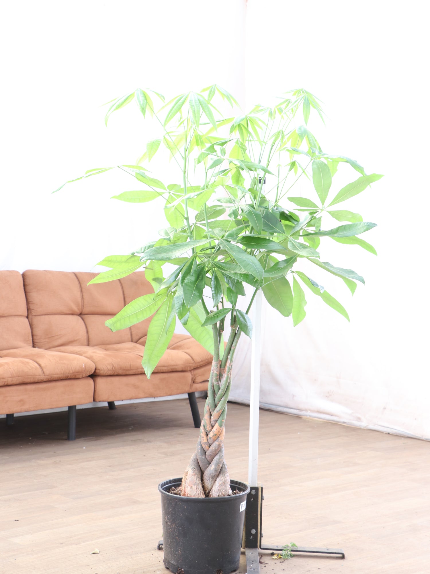 huge indoor pot plant Buy Large Money Tree Online | Large Indoor Plant