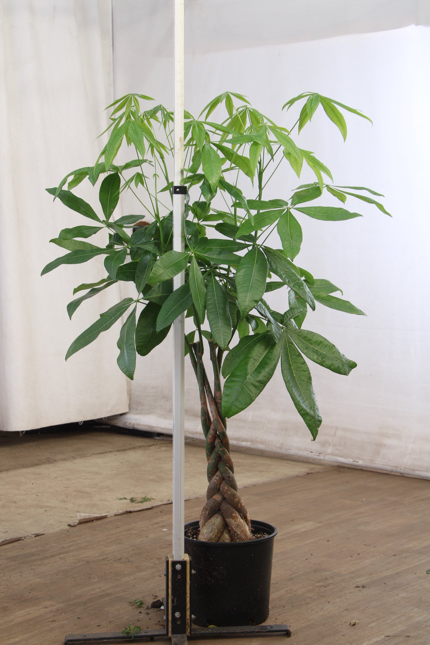 where can i purchase a money tree Buy Large Money Tree Online | Large Indoor Plant