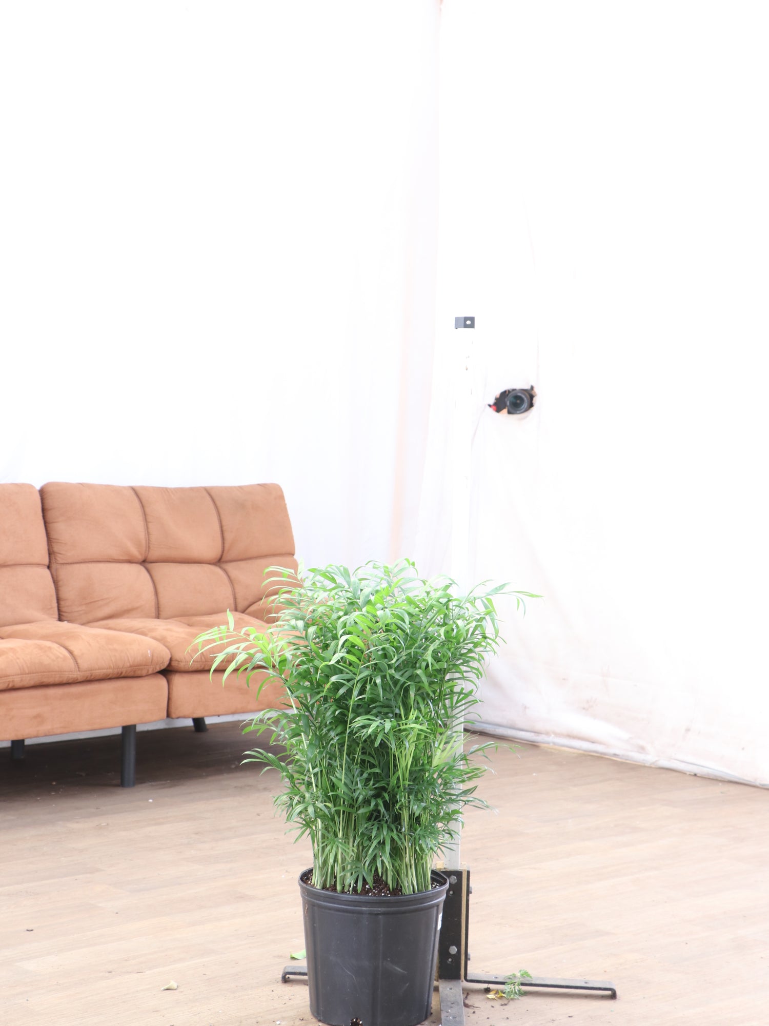 parlor palm full size 3-5 FT Parlor Palm | Local NYC, NJ, CT, Boston, Providence, Washington DC, Baltimore, Philadelphia, Princeton, Long Island, and Upstate NY Delivery