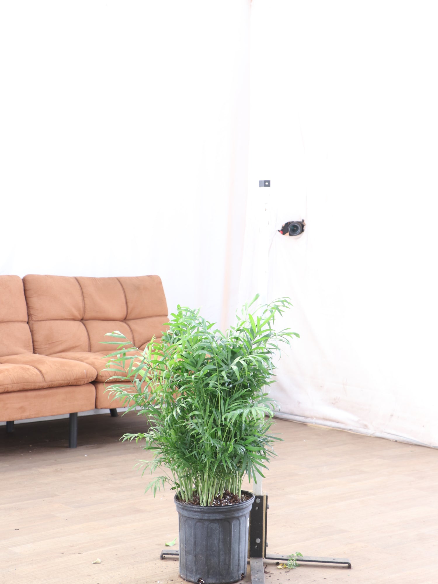 big parlor palm Large Parlor Palm