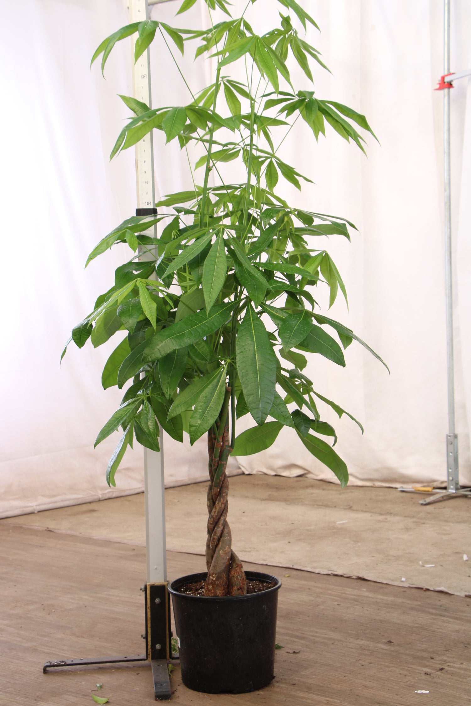 23 with a money tree Buy Large Money Tree Online | Large Indoor Plant