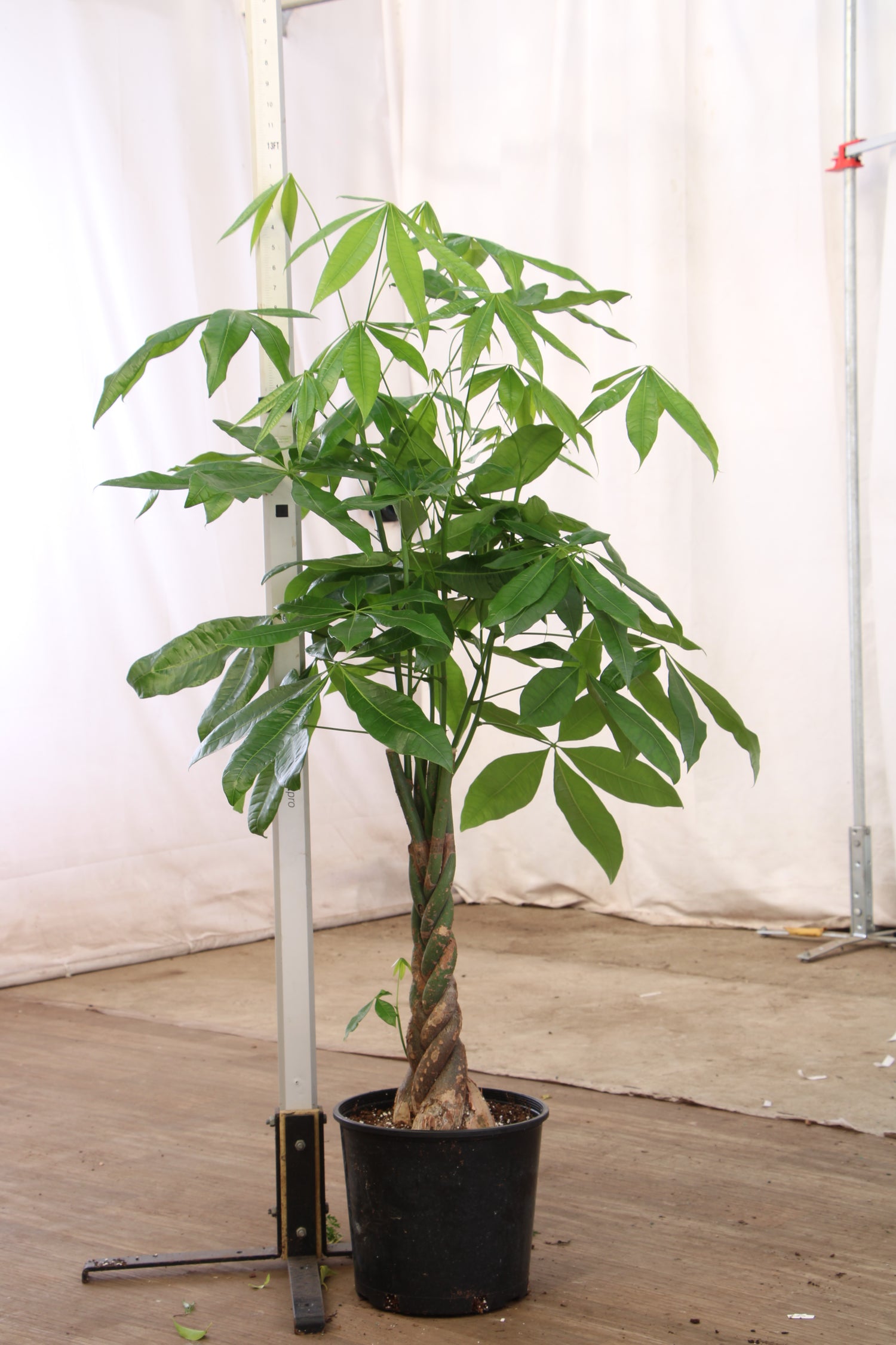 money tree plants near me Buy Large Money Tree Online | Large Indoor Plant