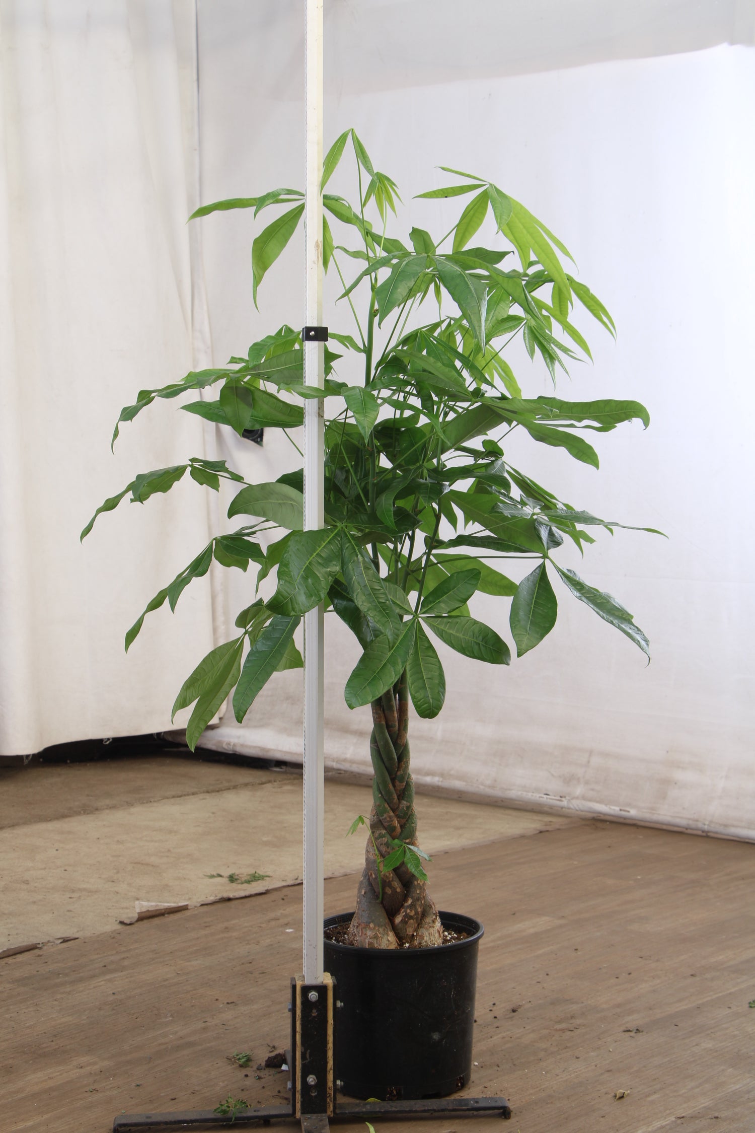 money tree max size Buy Large Money Tree Online | Large Indoor Plant