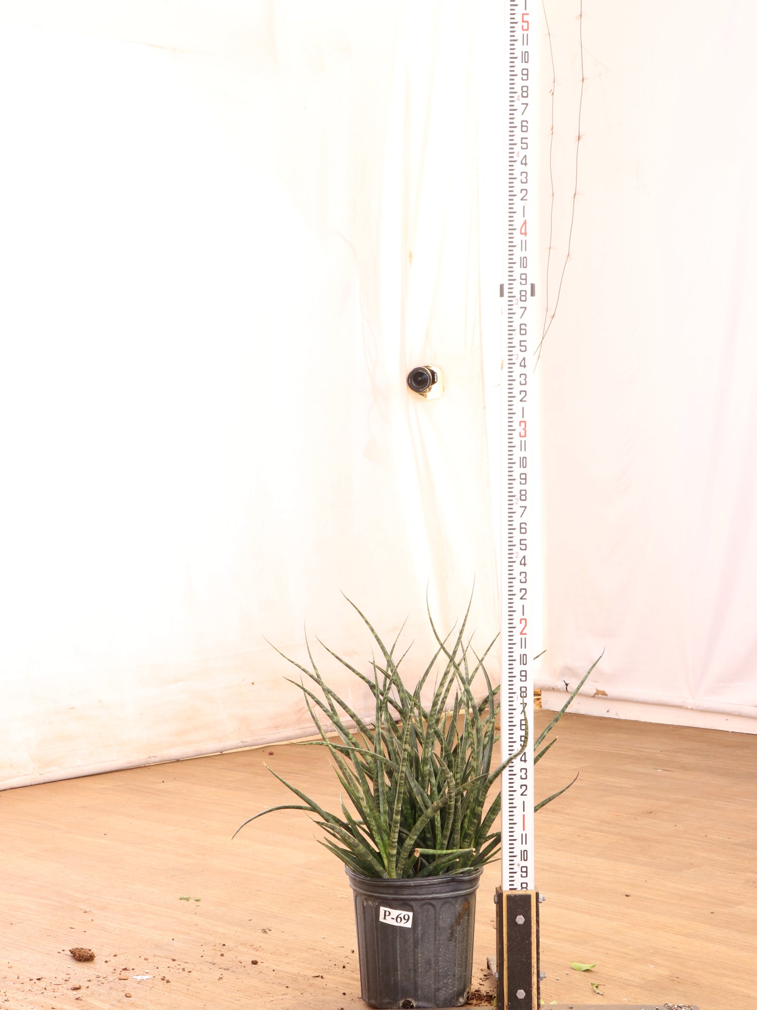 large sansevieria fernwood Buy Sansevieria Fernwood Online | Large Indoor Plant