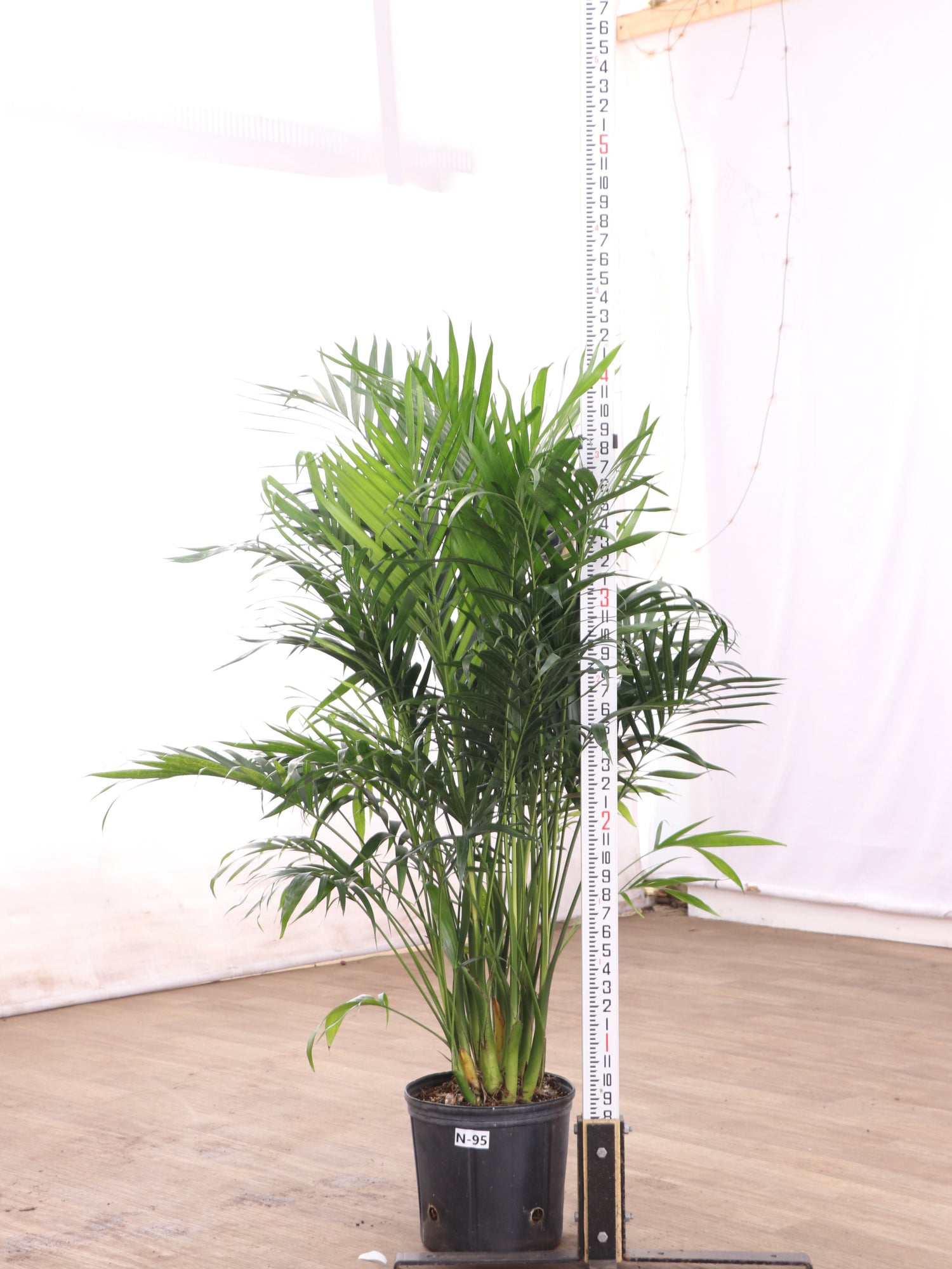 cat palm vs areca Large Cat Palm